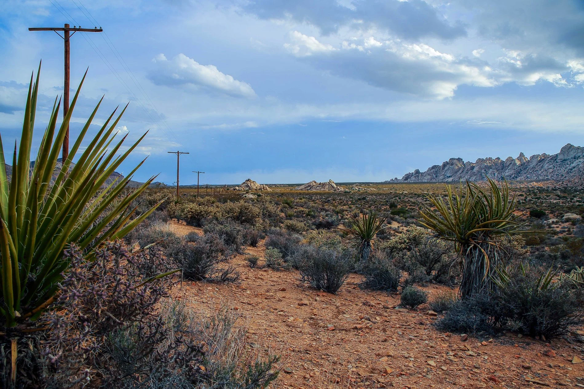 USA,Mohave Desert,-127.JPG
