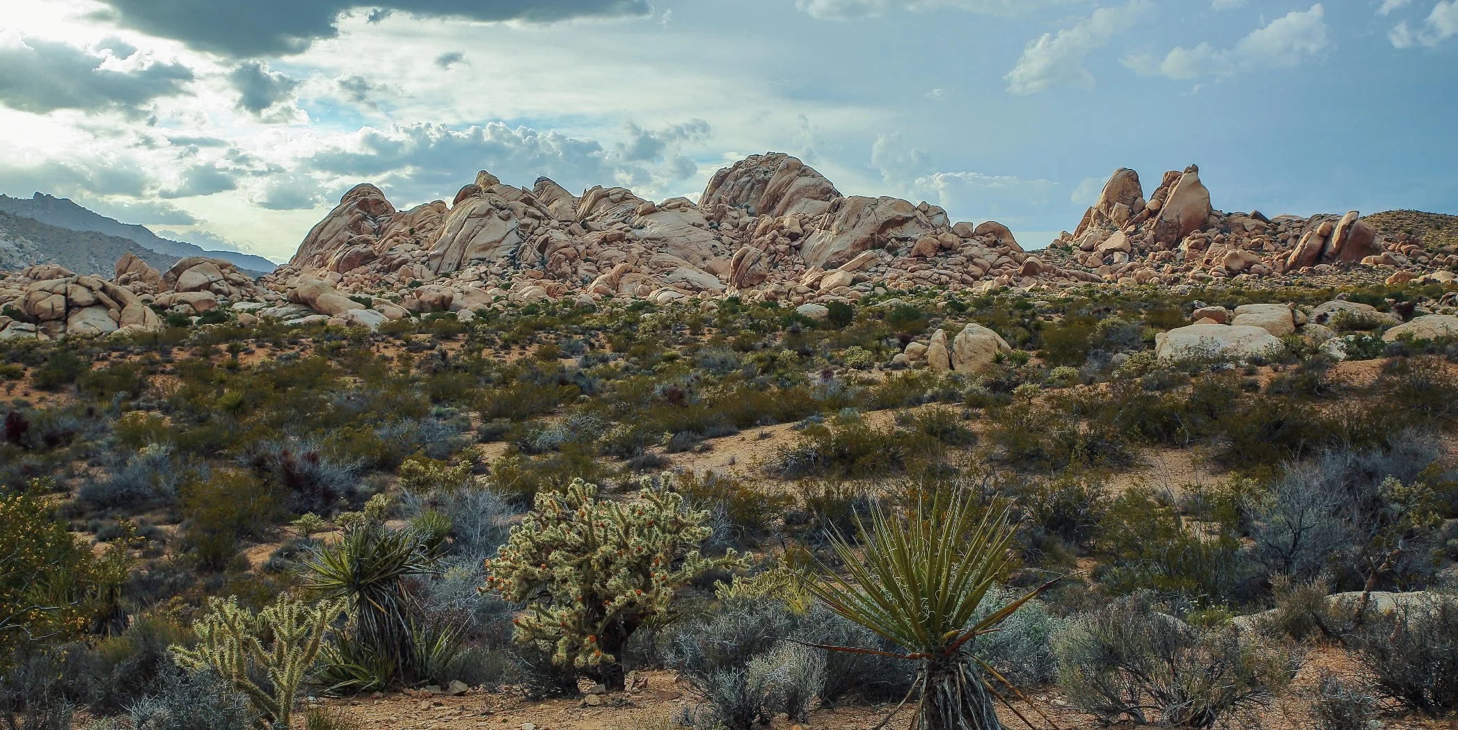 USA,Mohave Desert,118,-.JPG