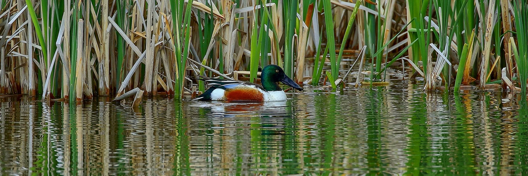 USA,Northern Shoveler,345,-.JPG