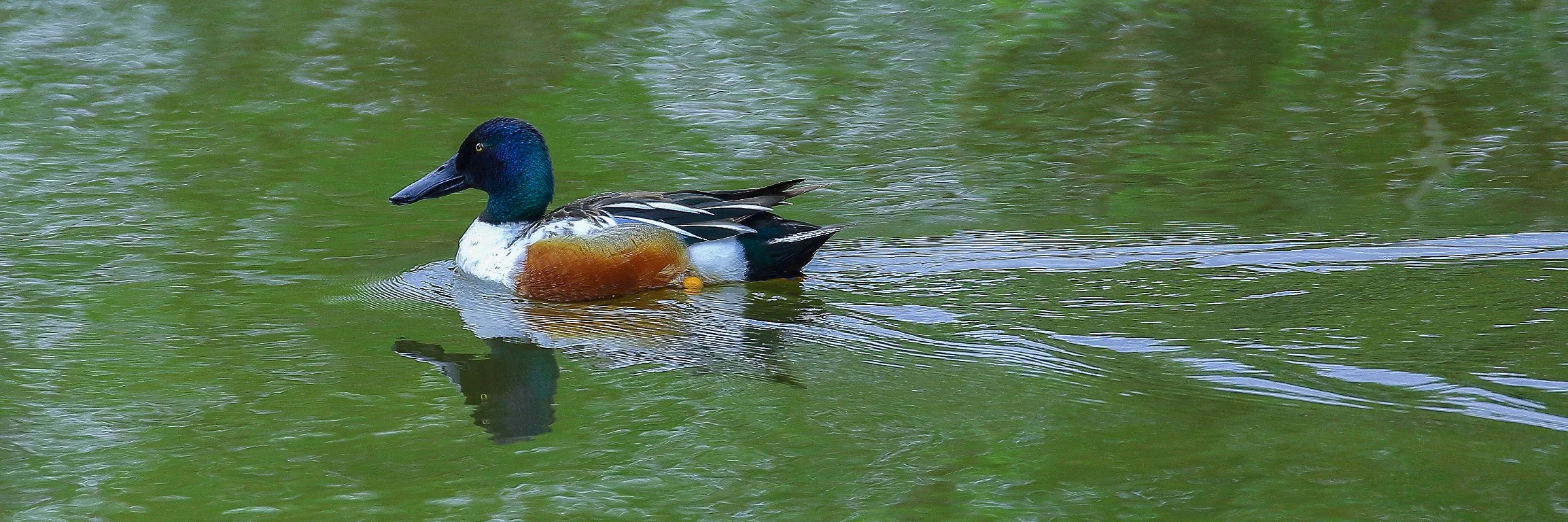 USA,Northern Shoveler,359,-.JPG