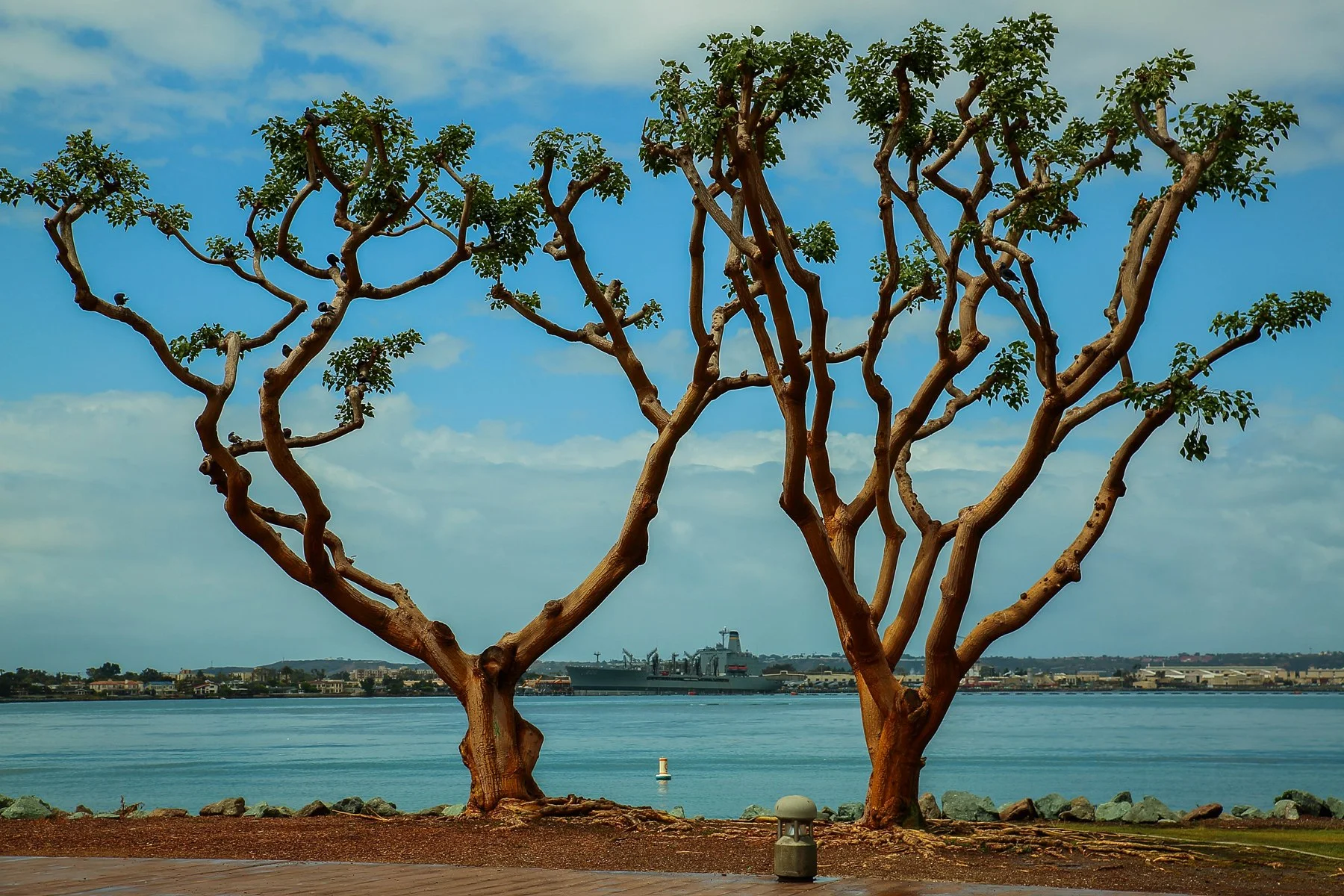 USA,San Diego,-463.JPG