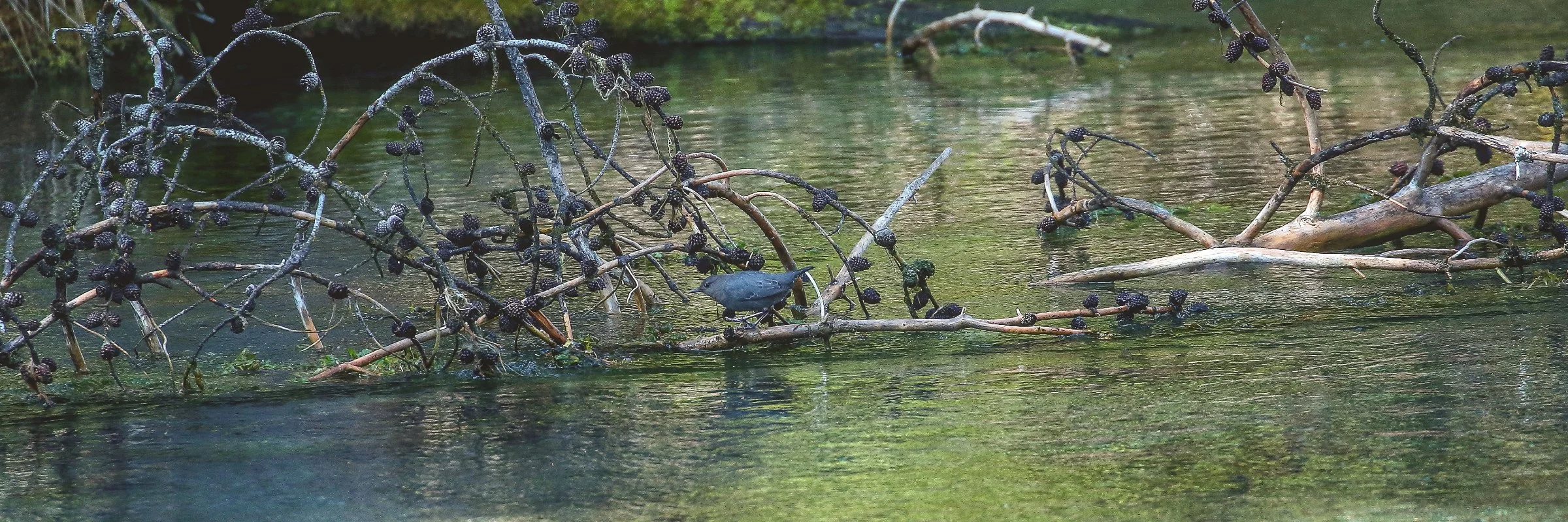 USA,Targhee Nat Forest,226,-.JPG