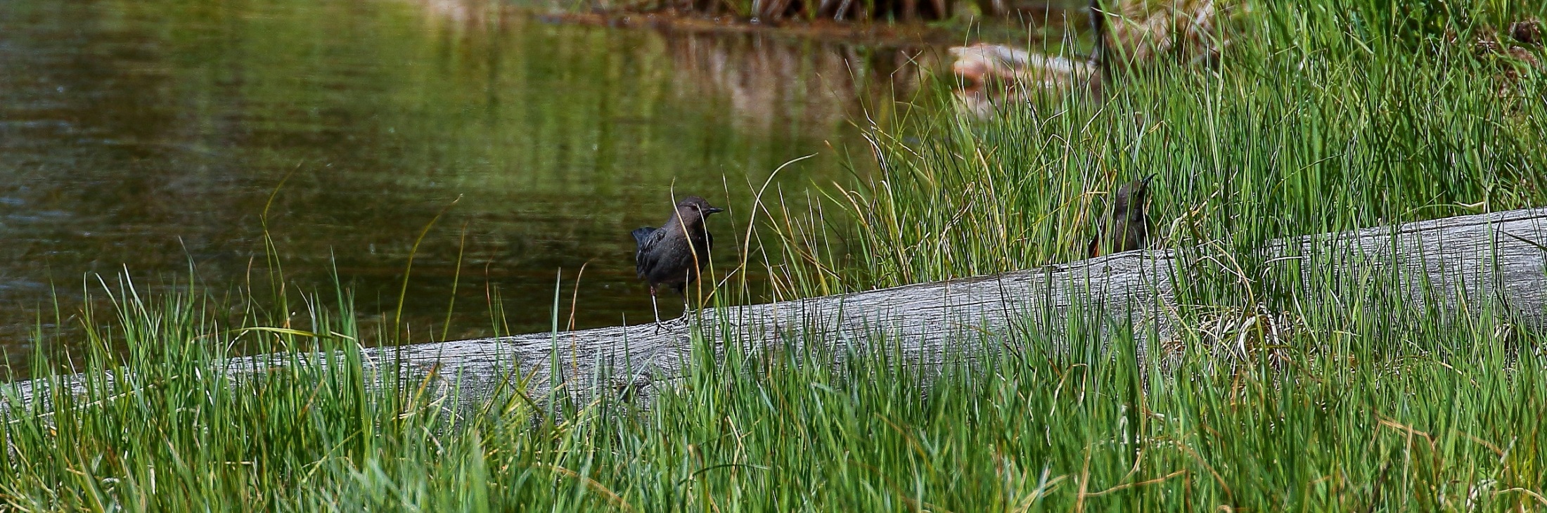 USA,Targhee Nat Forest,238,-.JPG