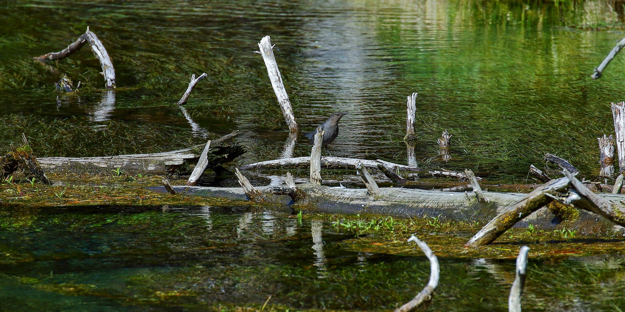 USA,Targhee Nat Forest,243,-.JPG
