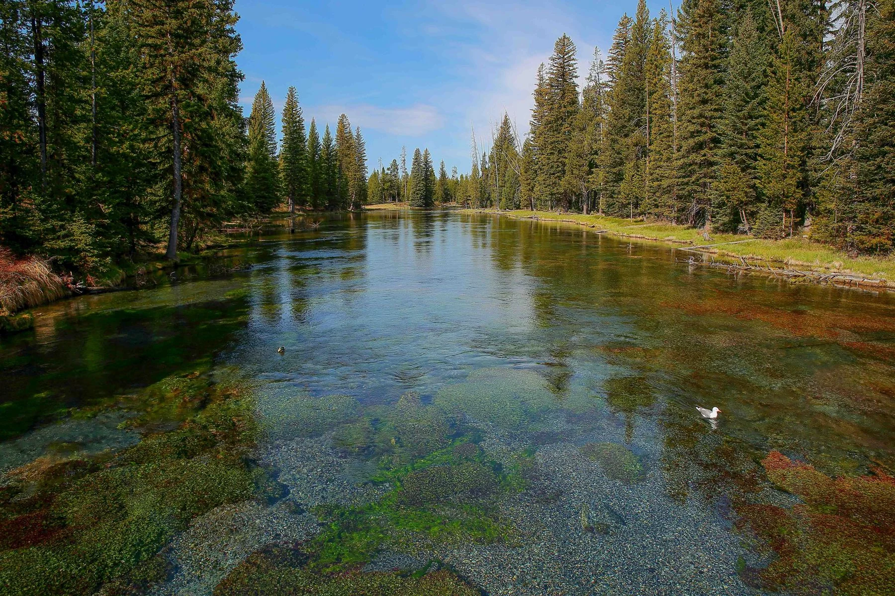 USA,Targhee Nat Forest,565,-.JPG