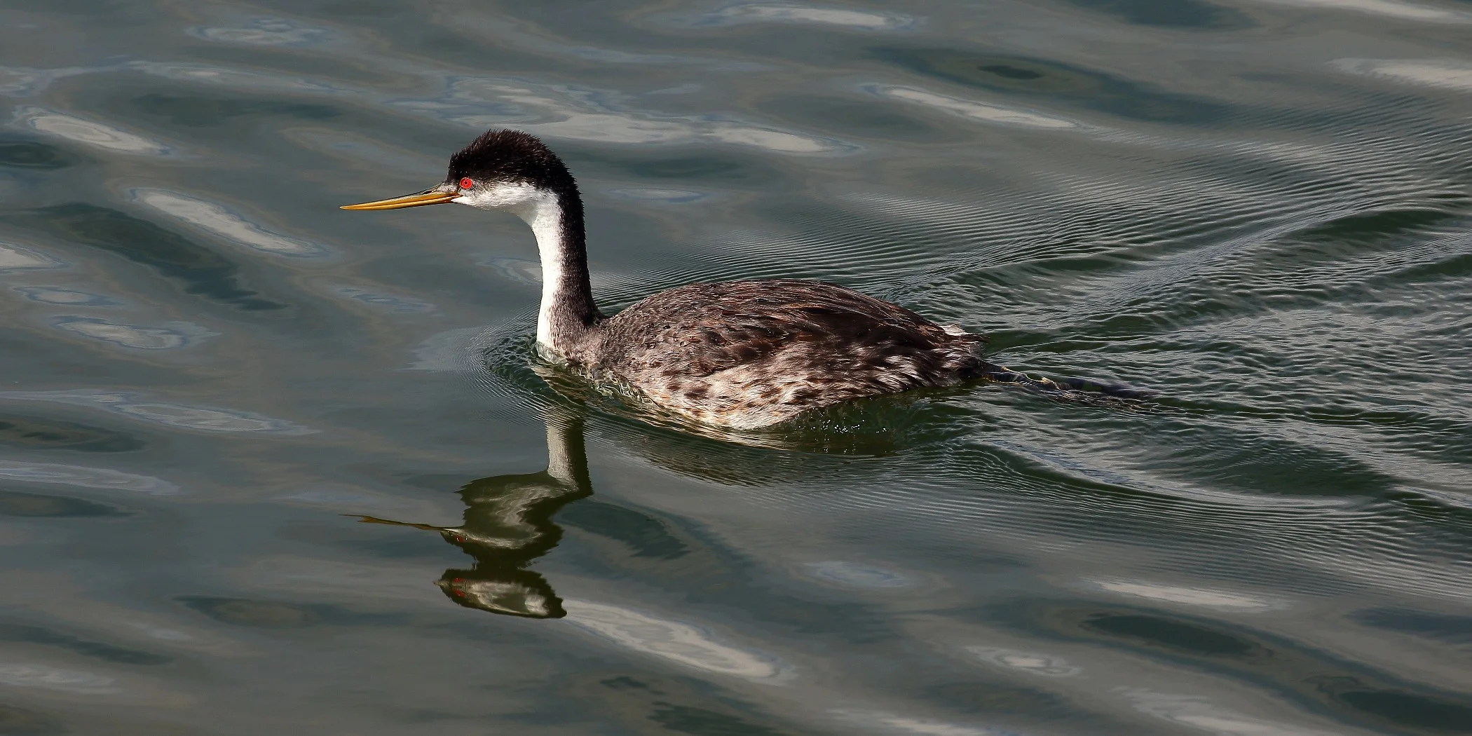 USA,Targhee Nat Forest,Grebe,341,-.JPG