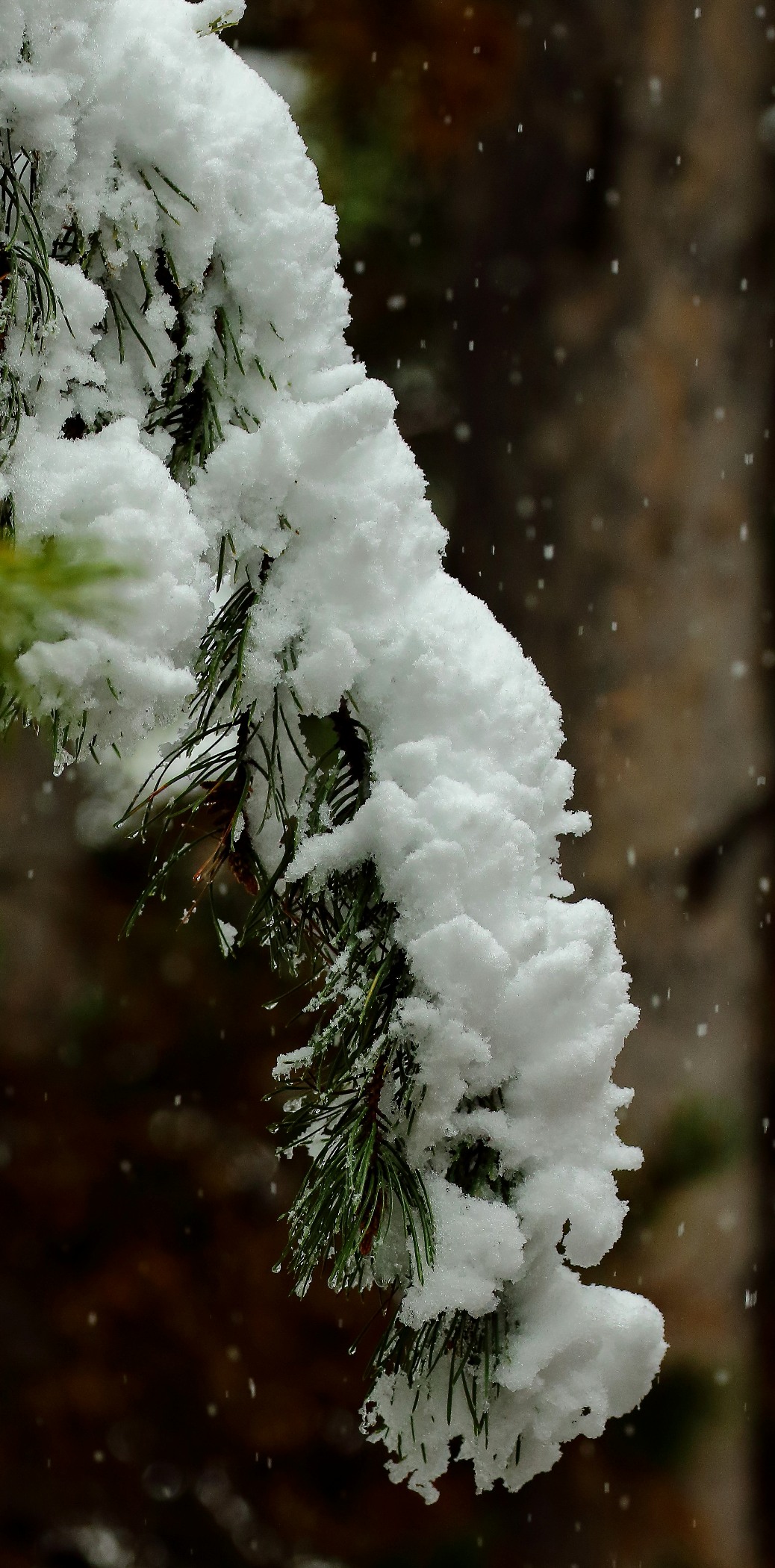 USA,Targhee Nat Park,212,-.JPG