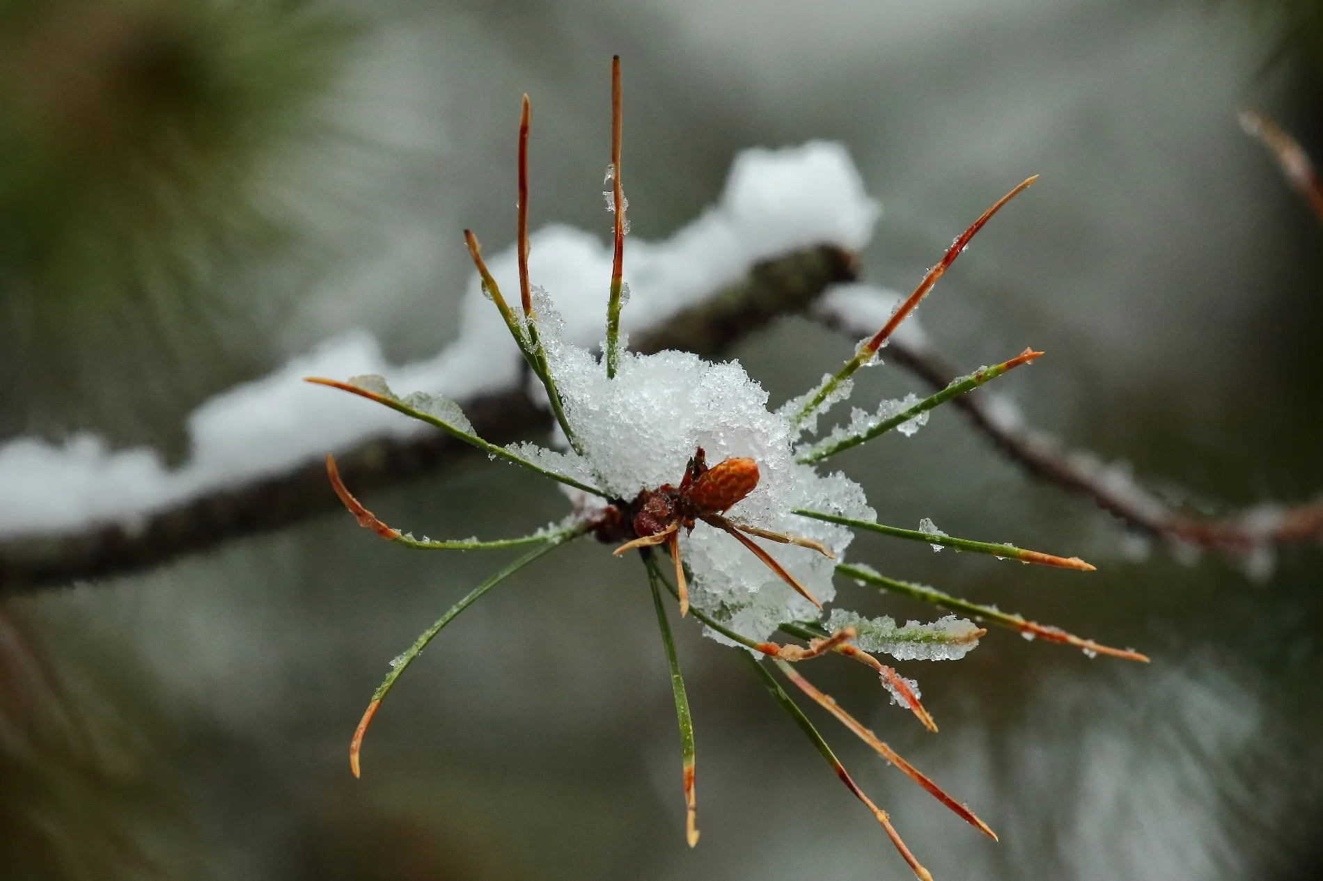 USA,Targhee Nat Park,227,-.JPG