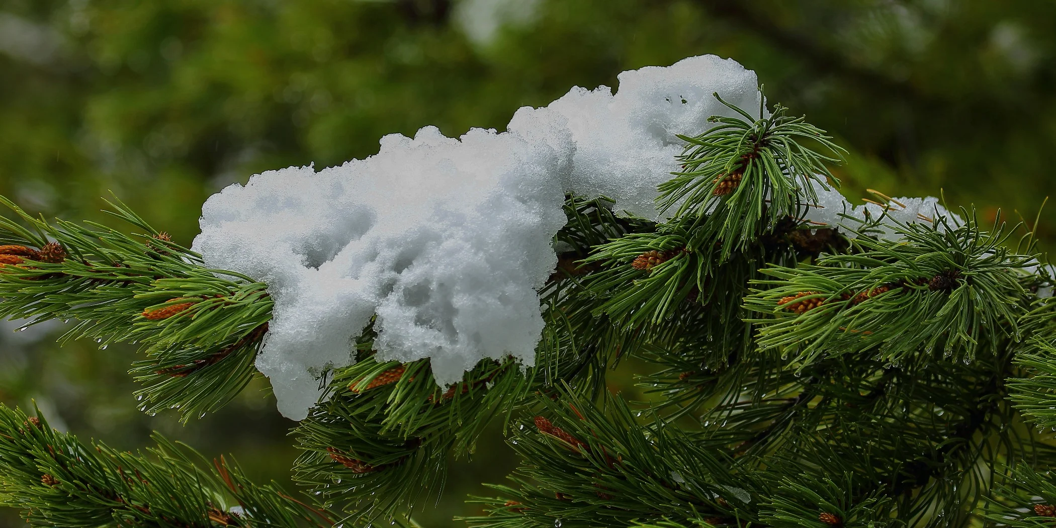 USA,Targhee Nat Park,254,-.JPG