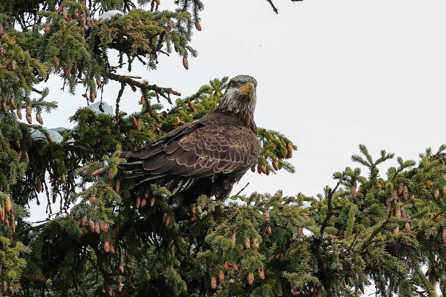 USA,Targhee Nat Park,Bald Eagle,227,-.JPG