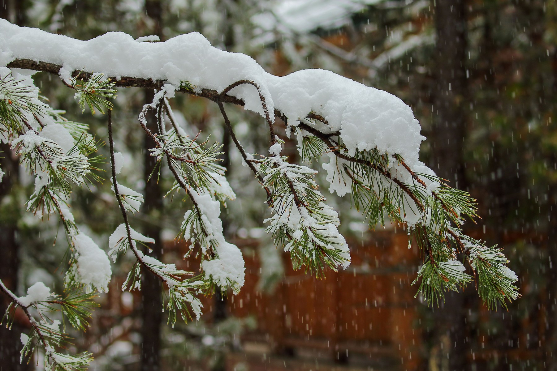 USA,The Pines,-232.JPG