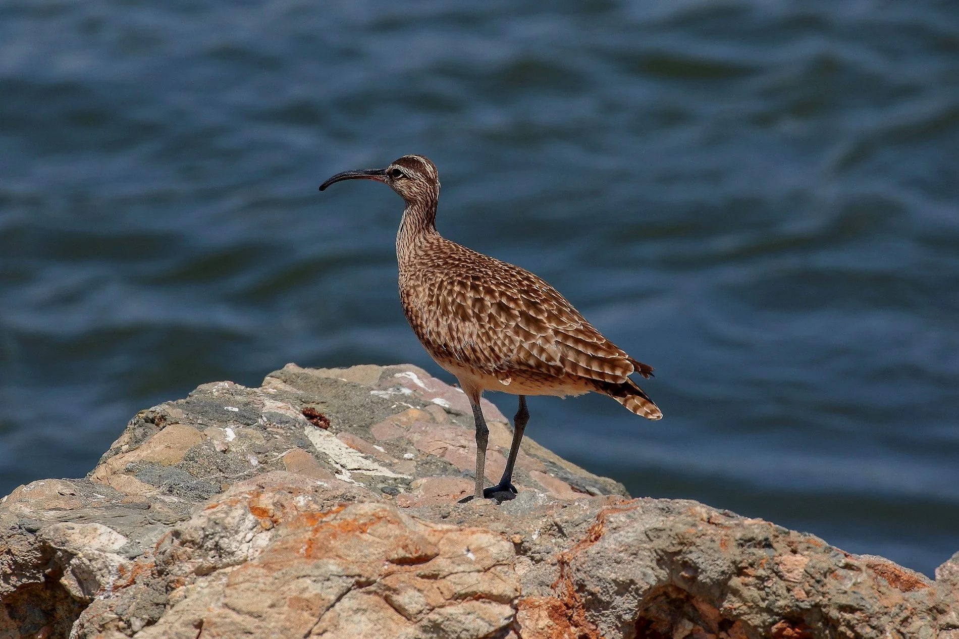 USA,Whimbrell,084,-.JPG