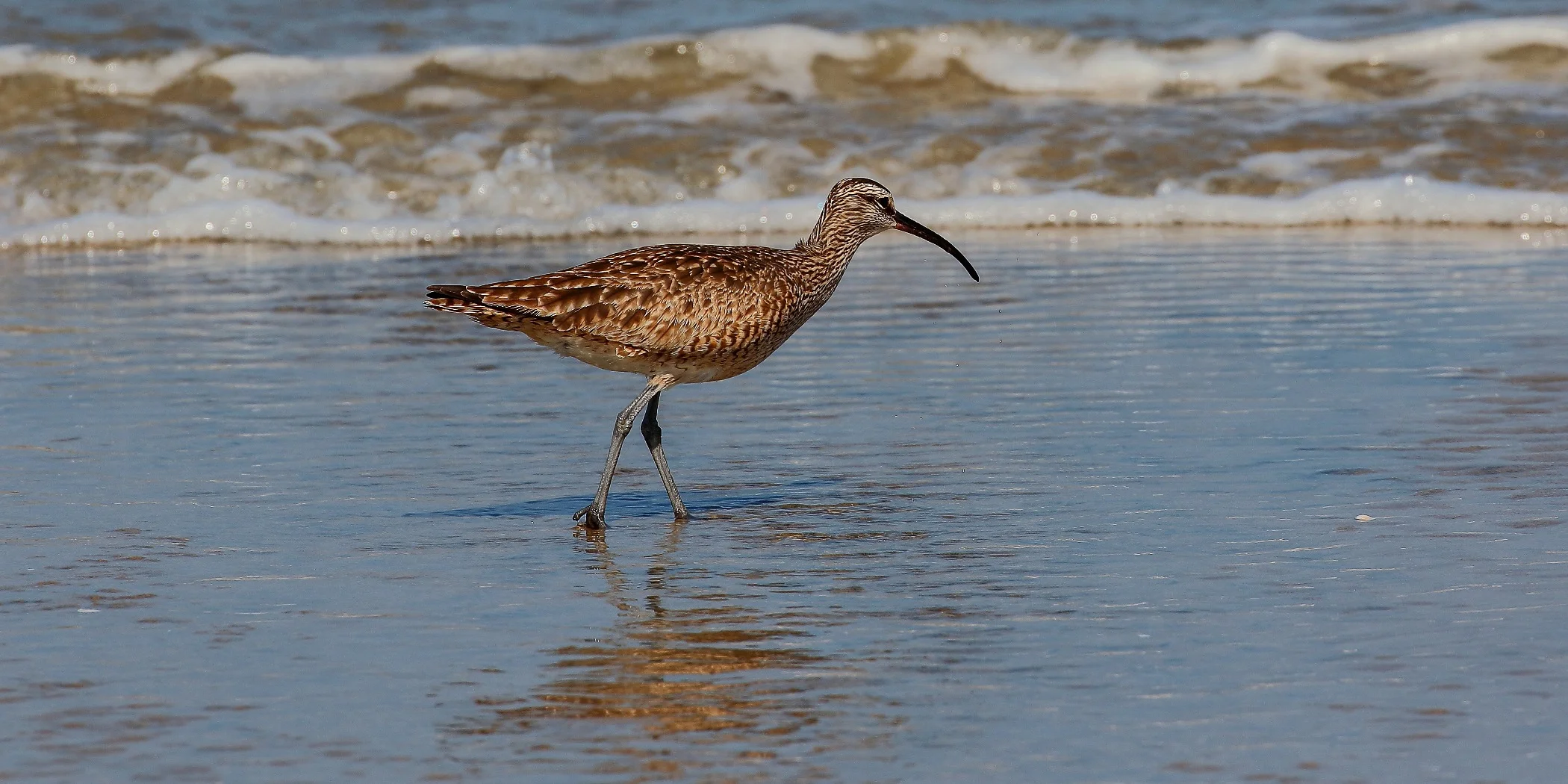 USA,Whimbrell,168,-.JPG