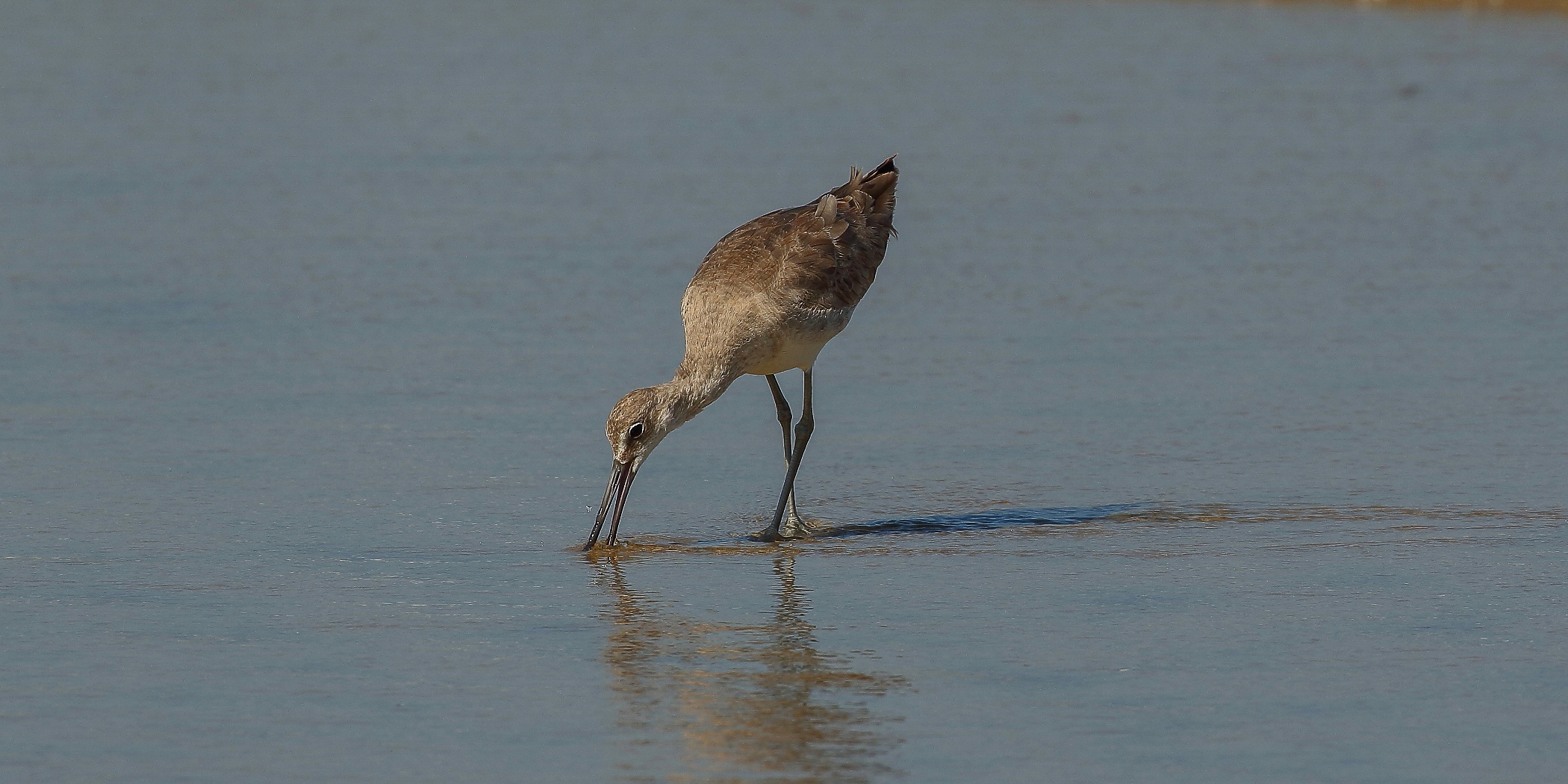USA,Whimbrell,180,-.JPG