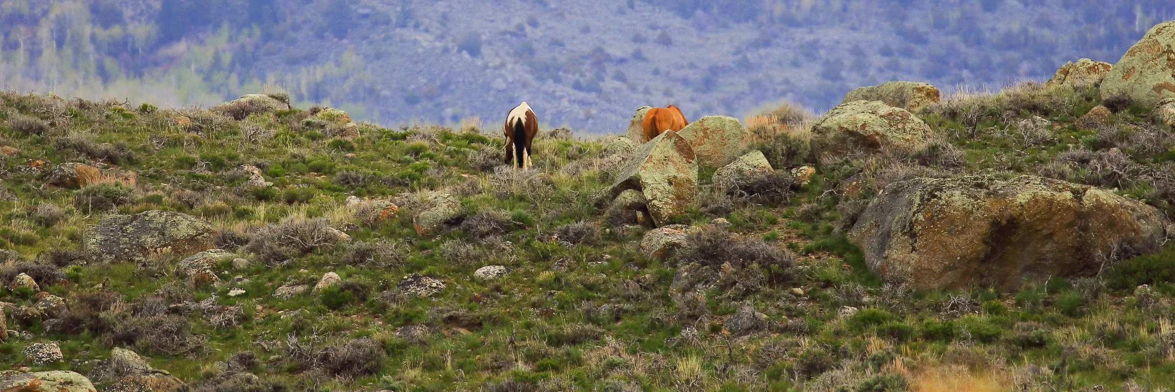 USA,Wyoming,Boulder Lake,080-.JPG