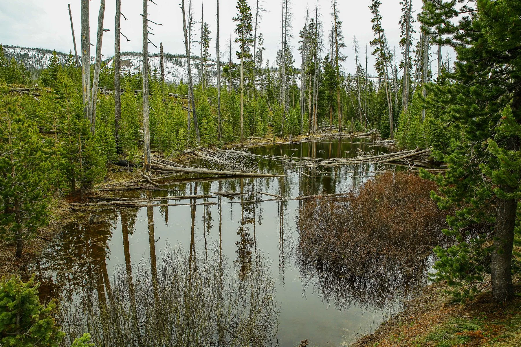 USA,Yellowstone Nat Park,-1192.JPG