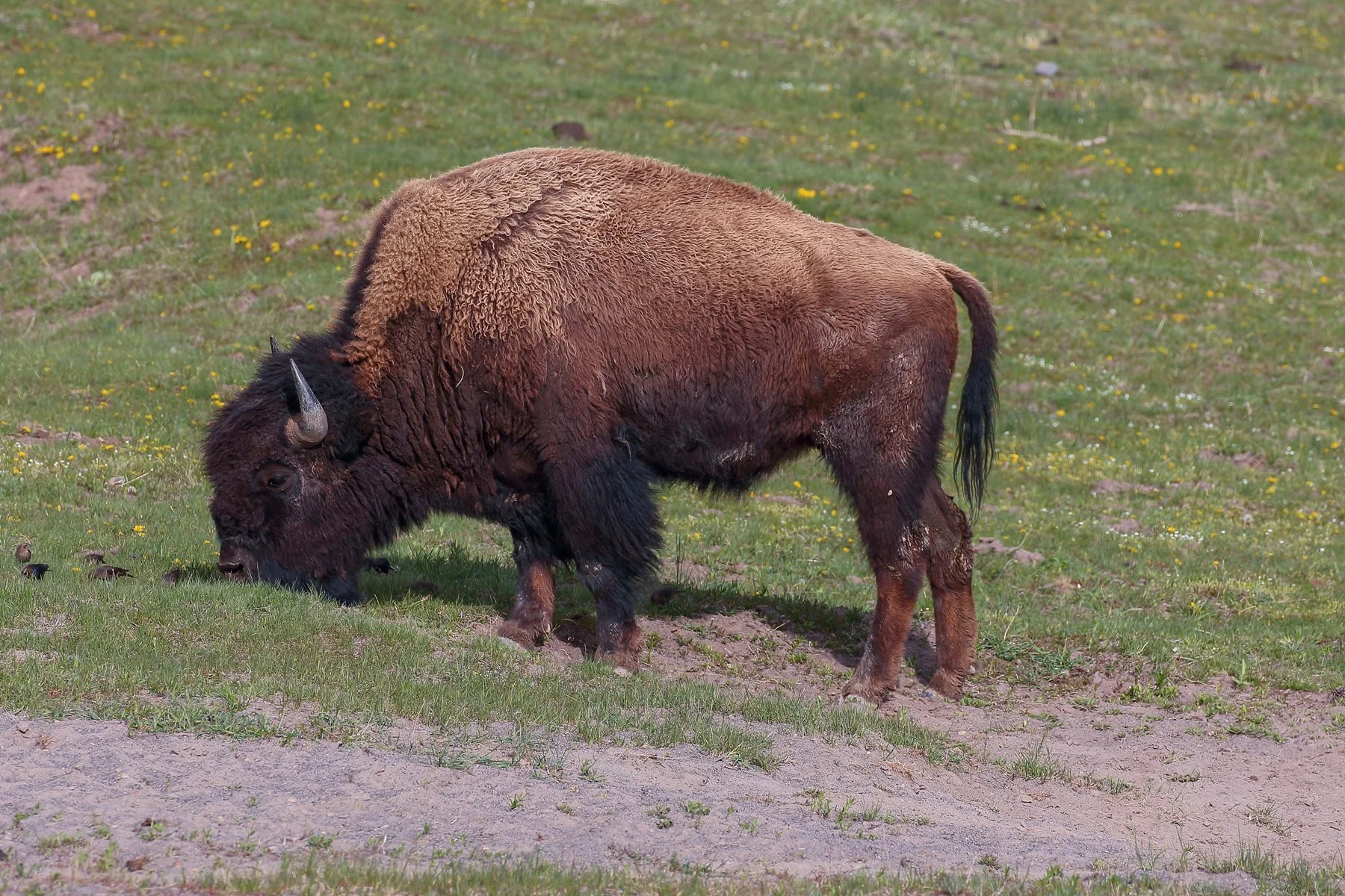 USA,Yellowstone Nat Park,Bison,-522.JPG