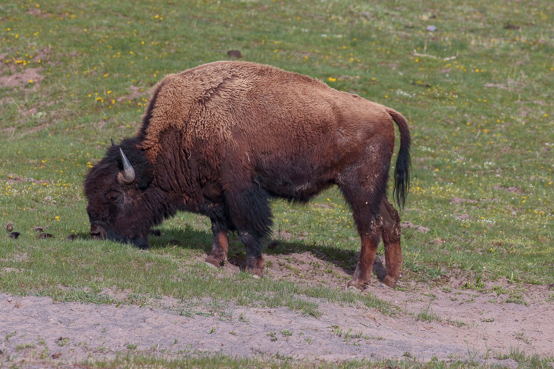 USA,Yellowstone Nat Park,Bison,-522.JPG