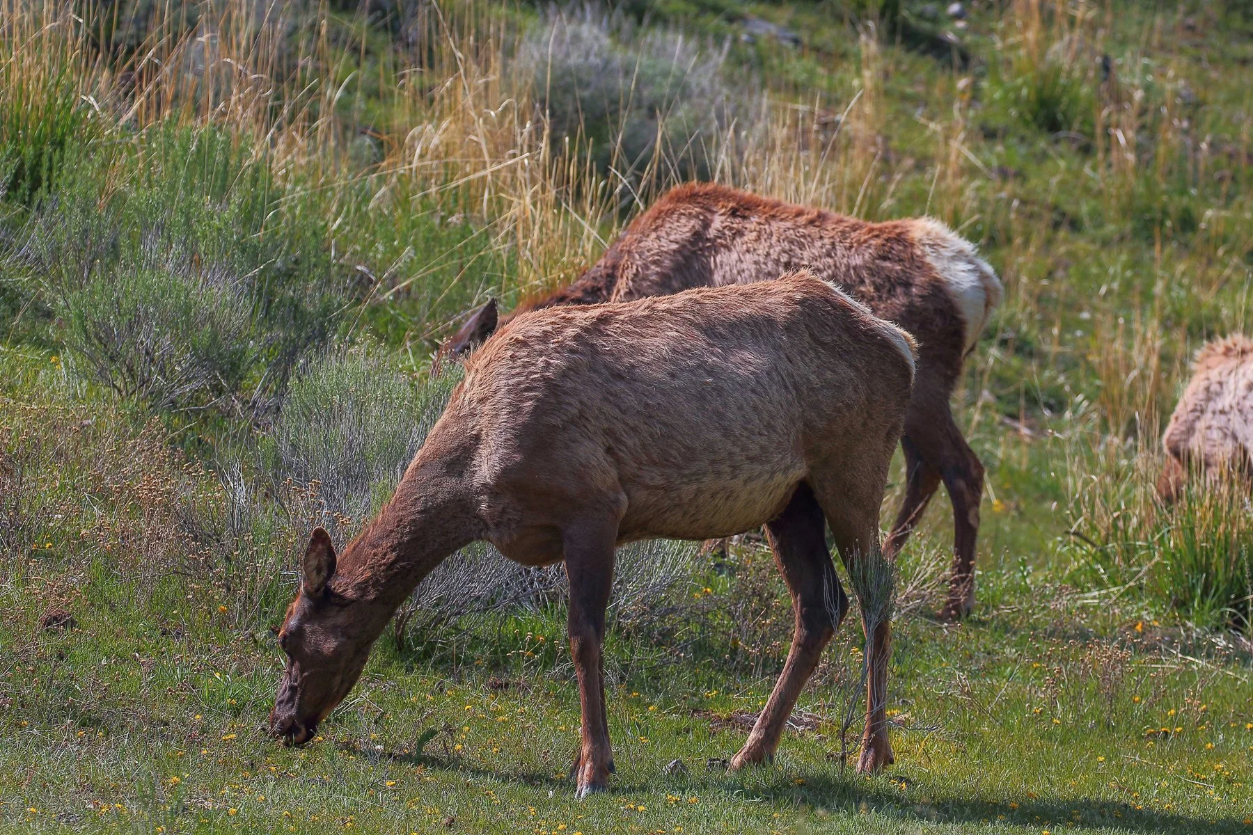 USA,Yellowstone Nat Park,Elk,-505.JPG