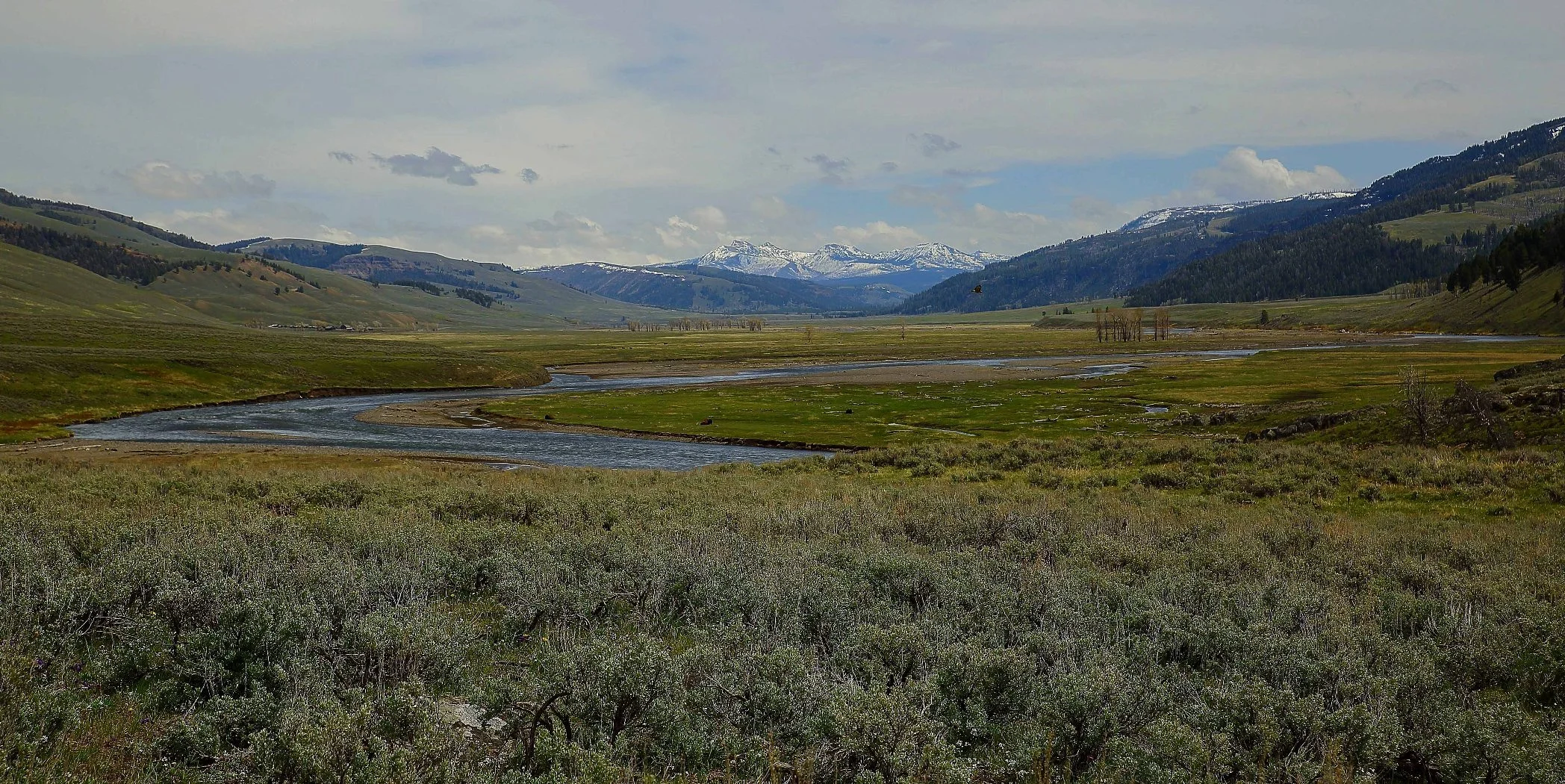 USA,Yellowstone Nat Park,Lamar Valley,788,-.JPG
