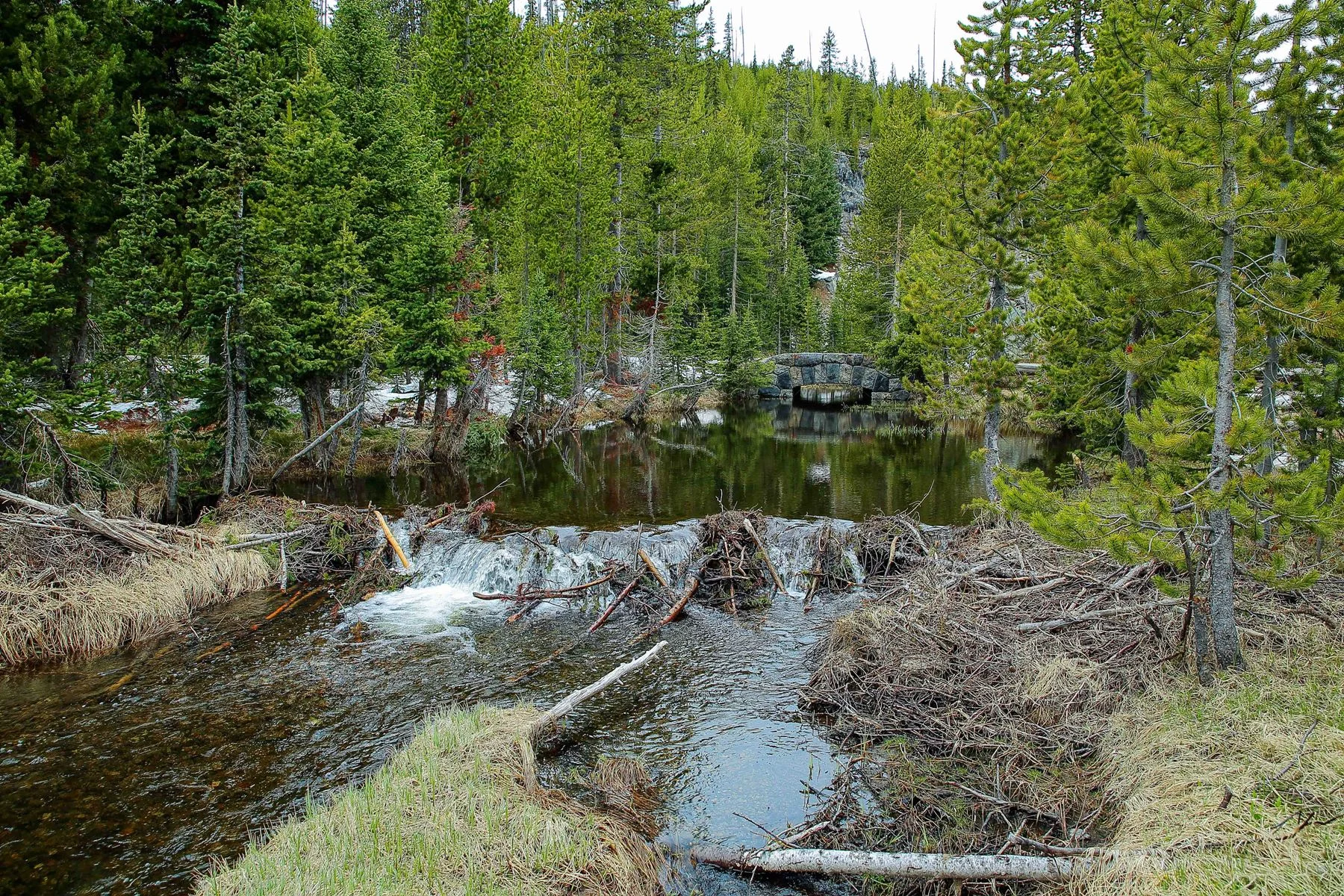 USA,Yellowstone Nat Park,Lewis River,-1201.JPG