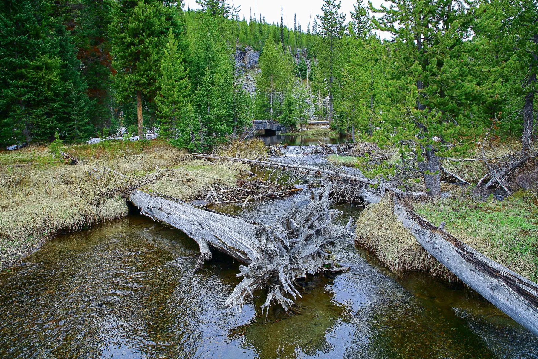 USA,Yellowstone Nat Park,Lewis River,-1209.JPG