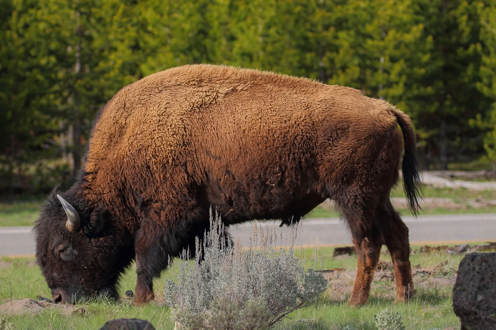 USA,Yellowstone,Bison,552,-.JPG