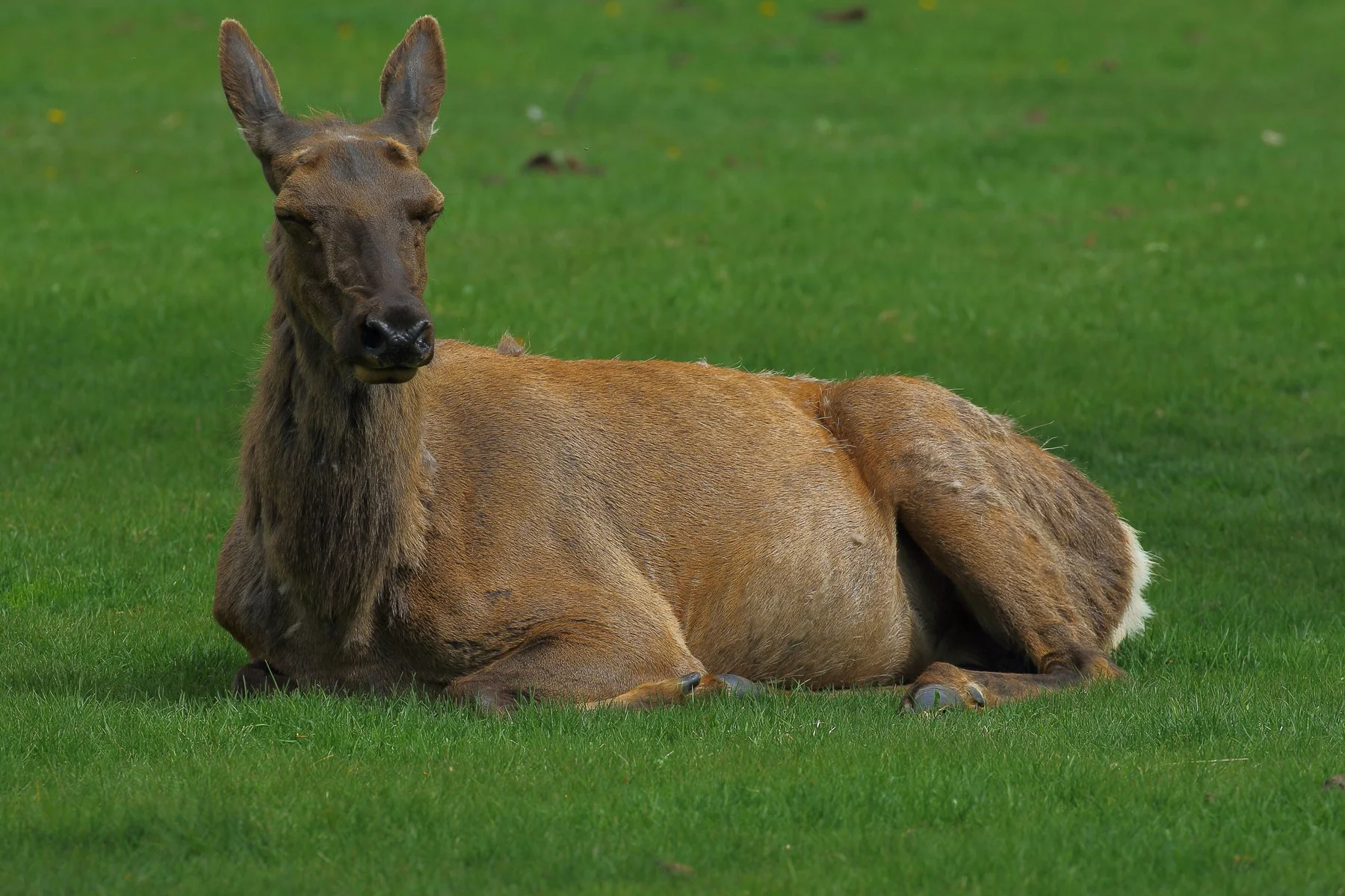 USA,Yellowstone,Elk,554,-.JPG