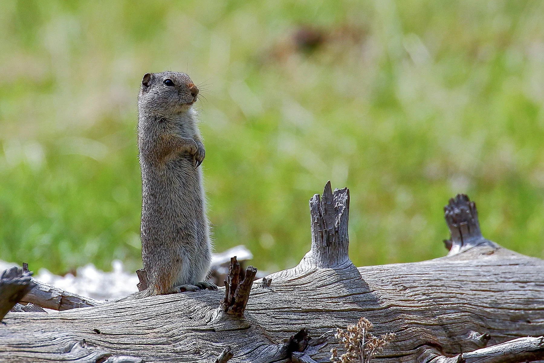 USA,Yellowstone,Ground Squirrel,437,-.JPG