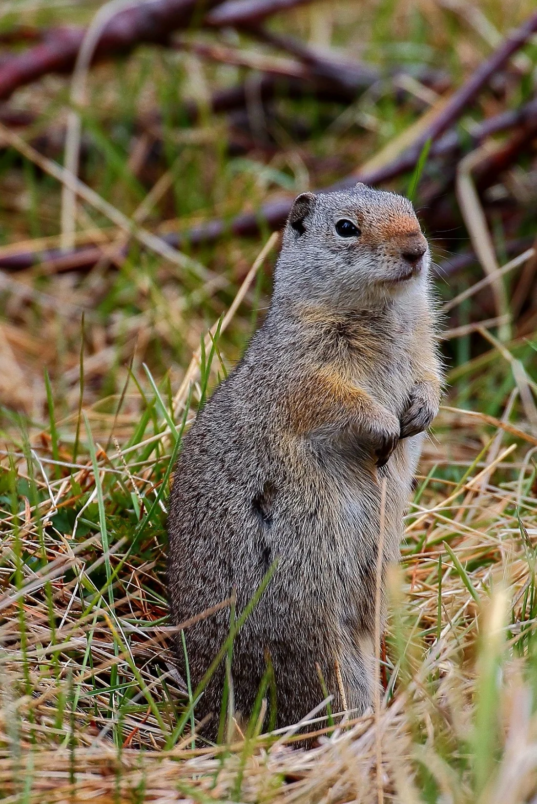 USA,Yellowstone,Ground Squirrel,572,-.JPG