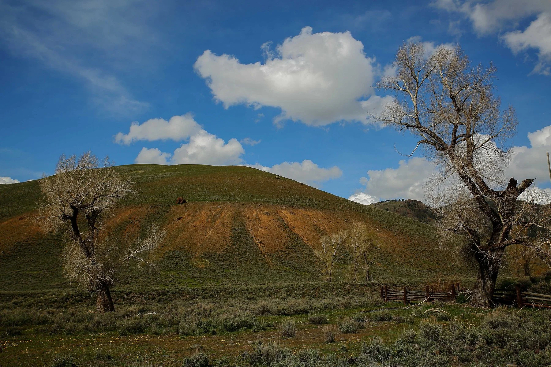 USA,Yellowstone,Lamar Valley,818,-.JPG