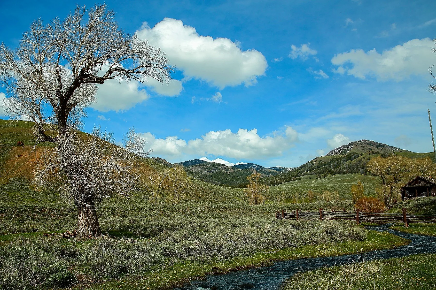 USA,Yellowstone,Lamar Valley,825,-.JPG