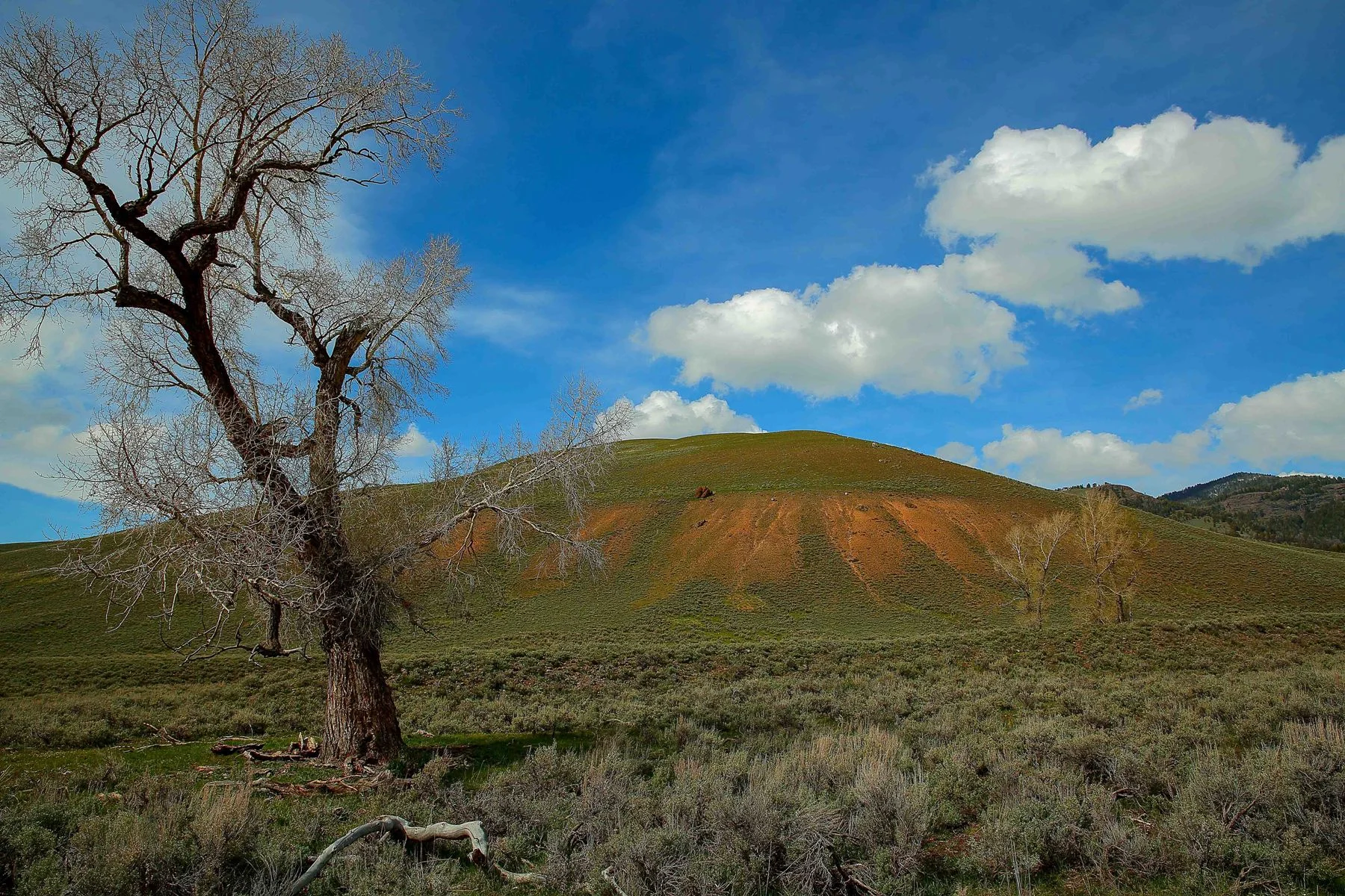 USA,Yellowstone,Lamar Valley,828,-.JPG