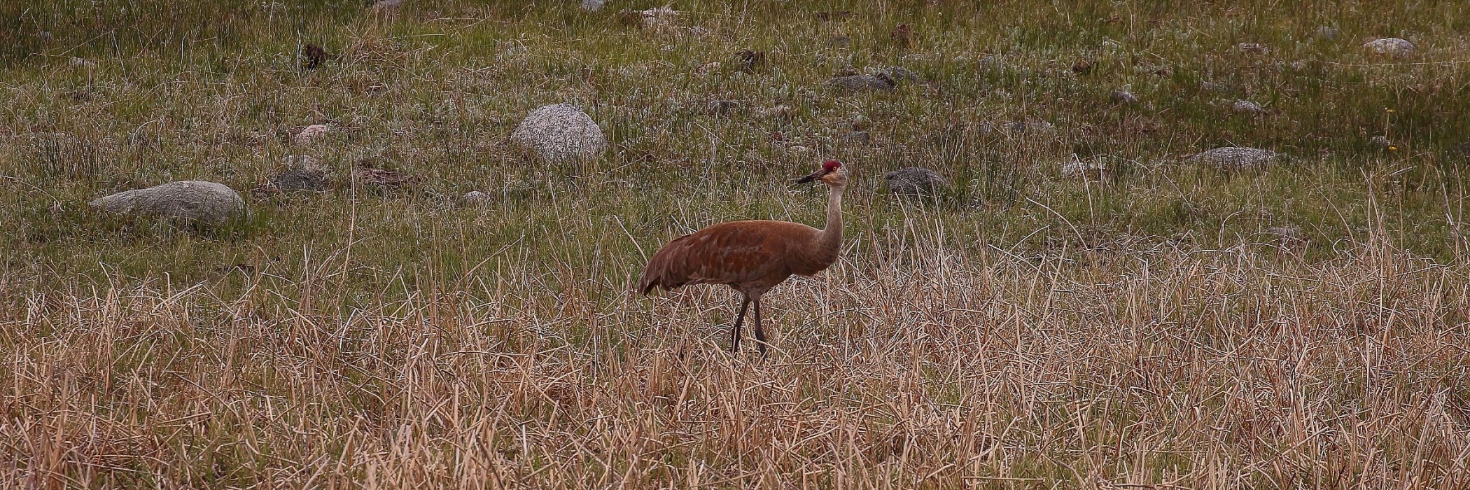USA,Yellowstone,Sandhill Crane,032,-.JPG