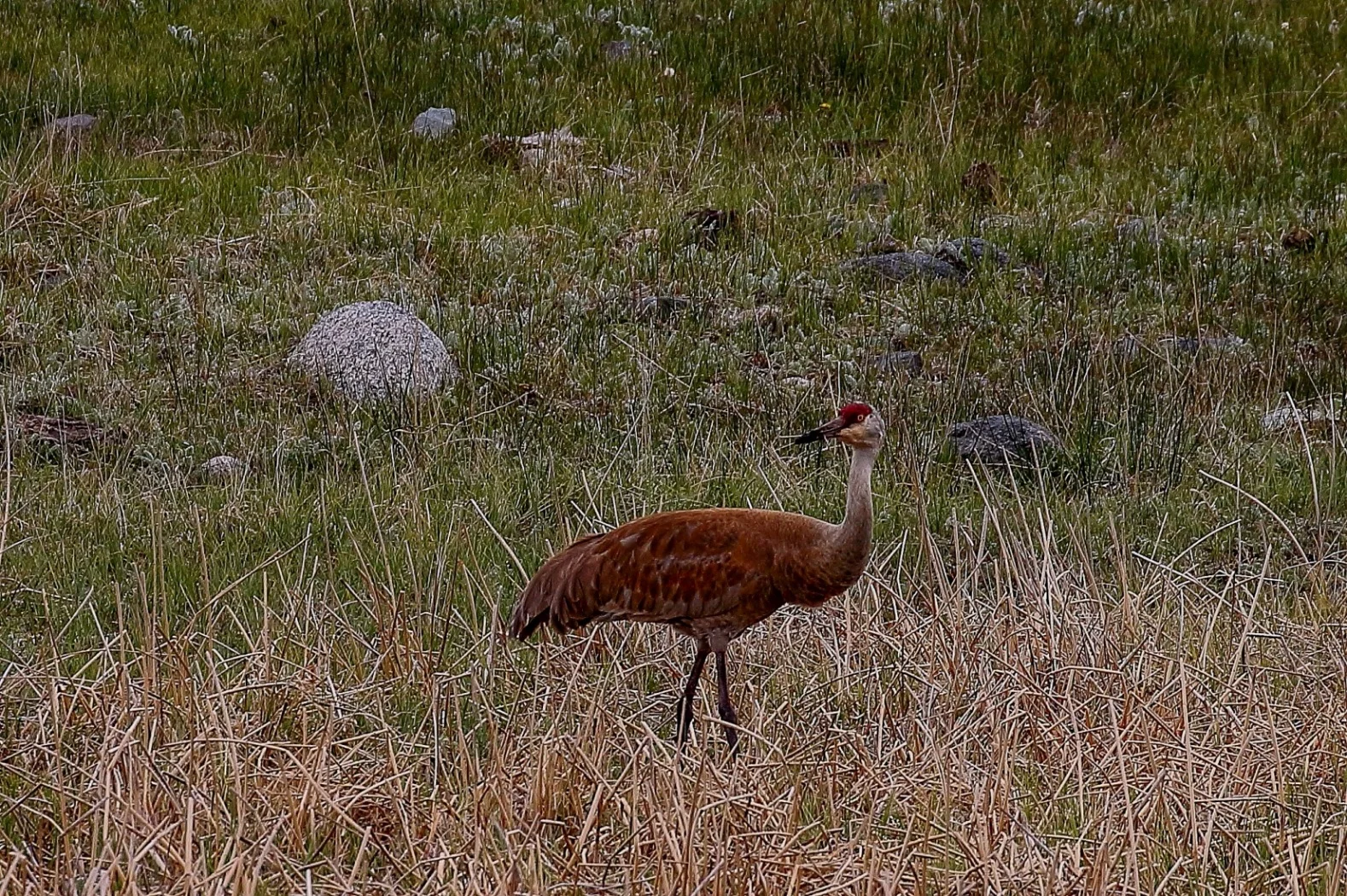 USA,Yellowstone,Sandhill Crane,033,-.JPG