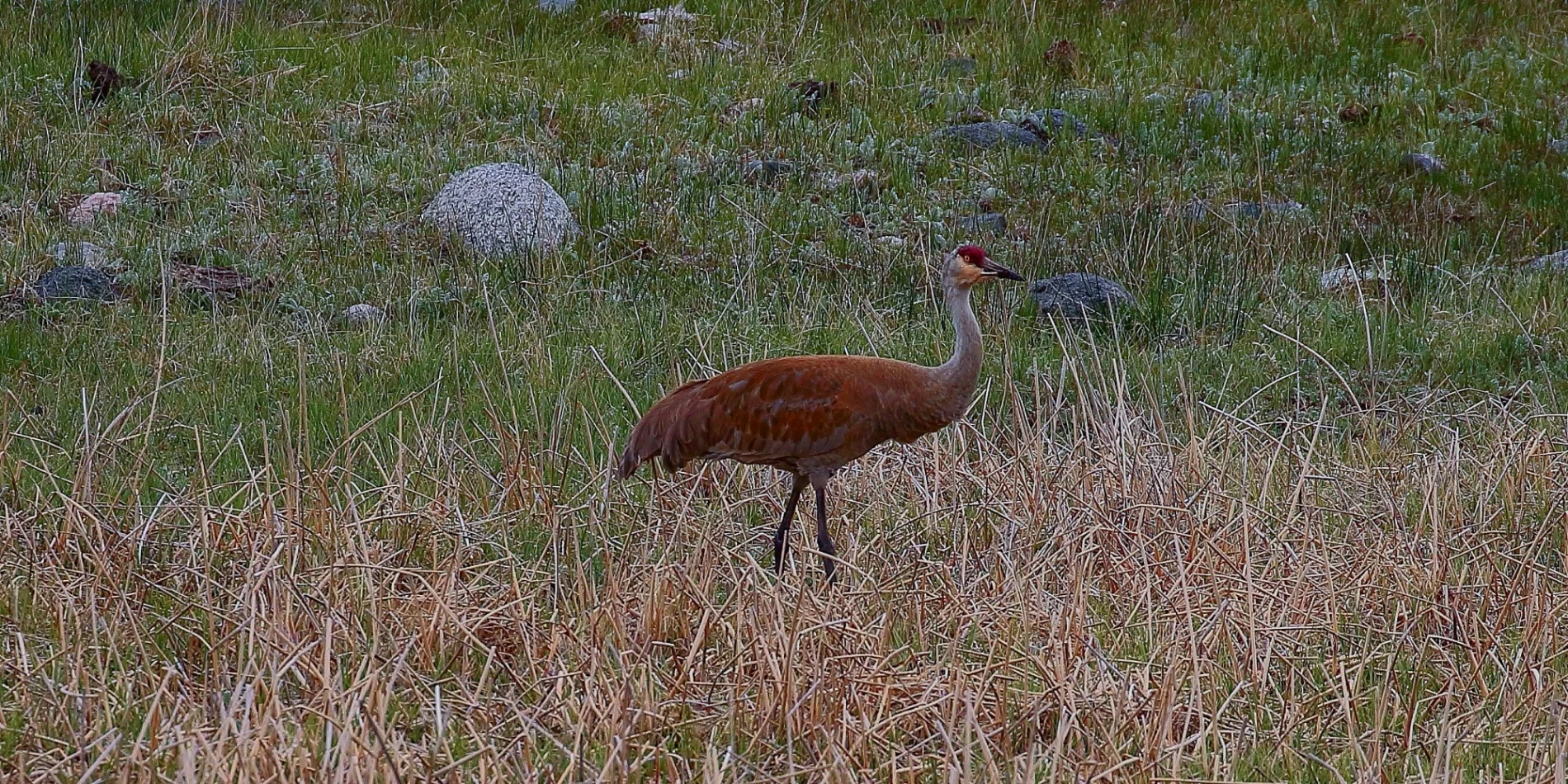 USA,Yellowstone,Sandhill Crane,040,-.JPG