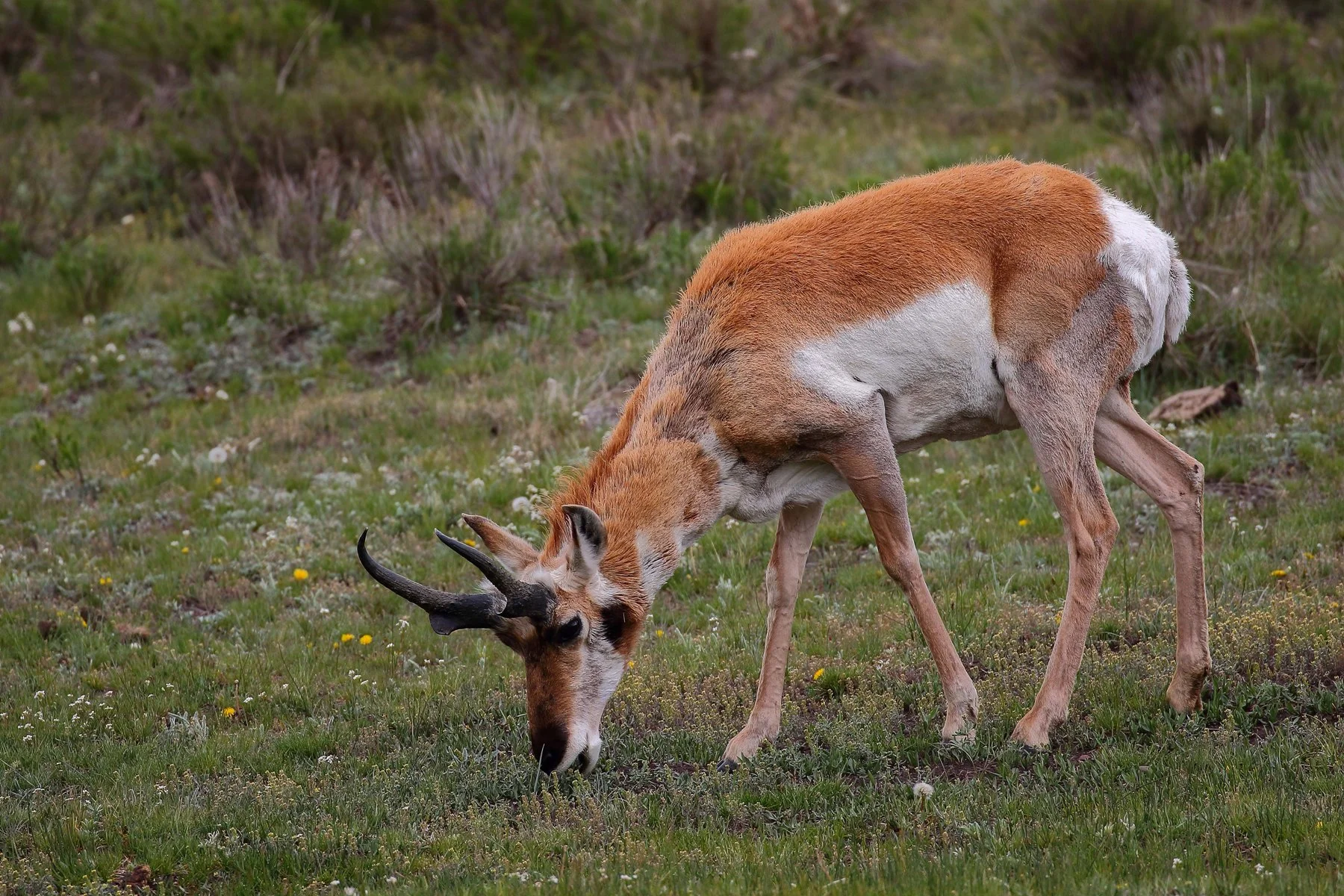 USA,Yellowstone,Springhorn,028,-.JPG