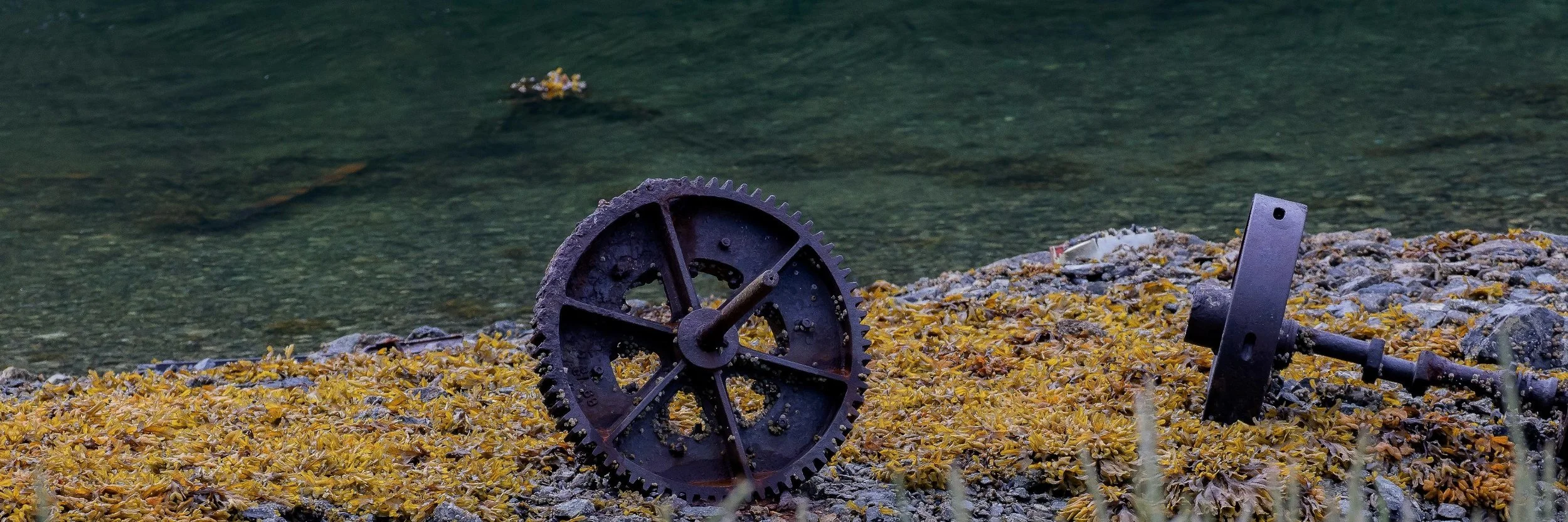 Alaska,Cruise,Chicagof Is,Elfin Cove,-094.JPG