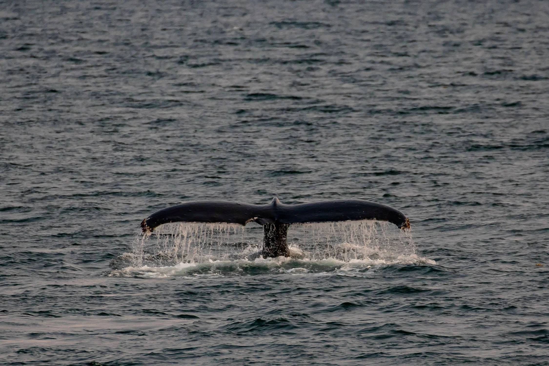 Alaska,Cruise 2,Fort Point,-1071.JPG