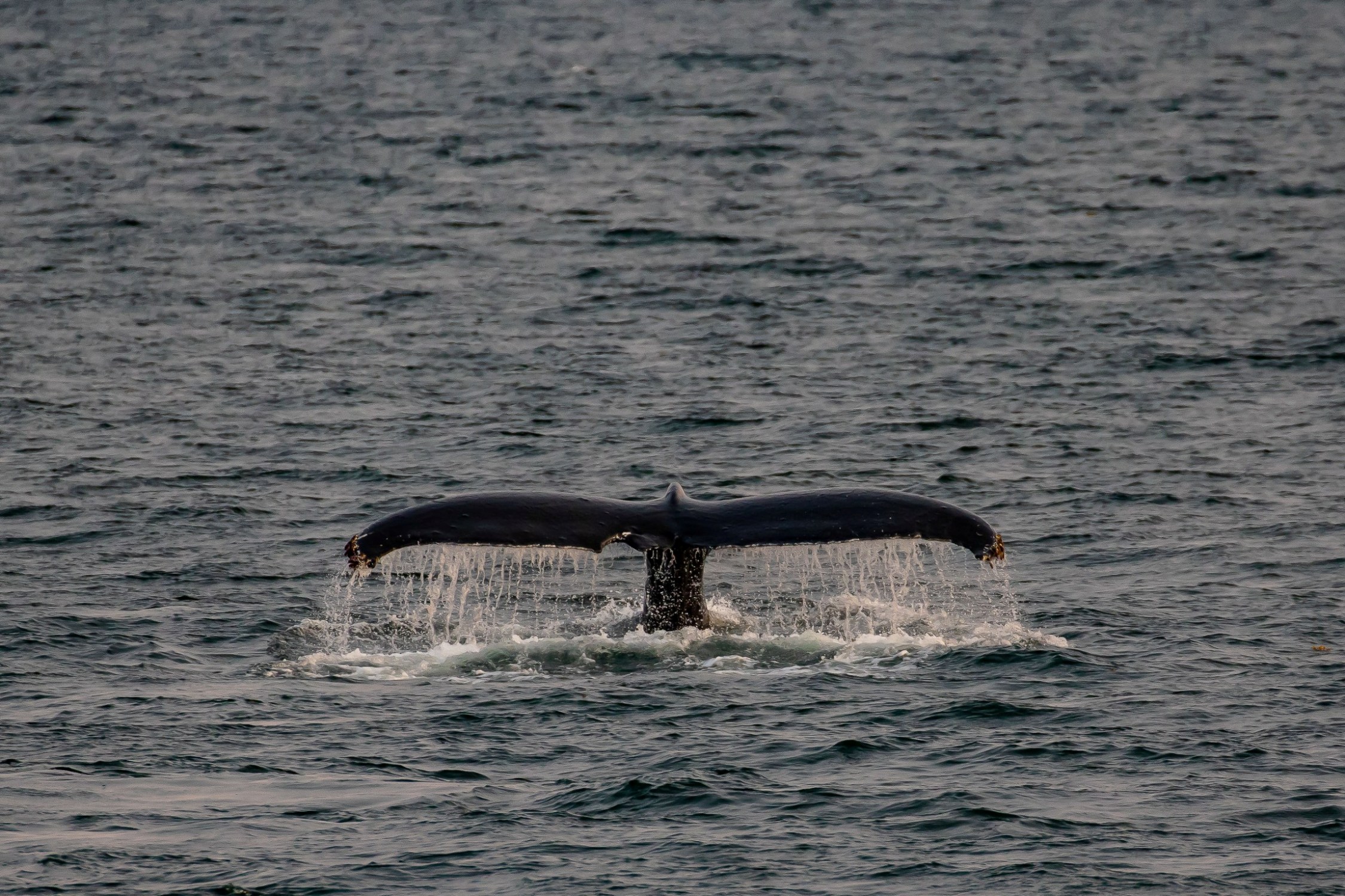 Alaska,Cruise 2,Fort Point,-1071.JPG