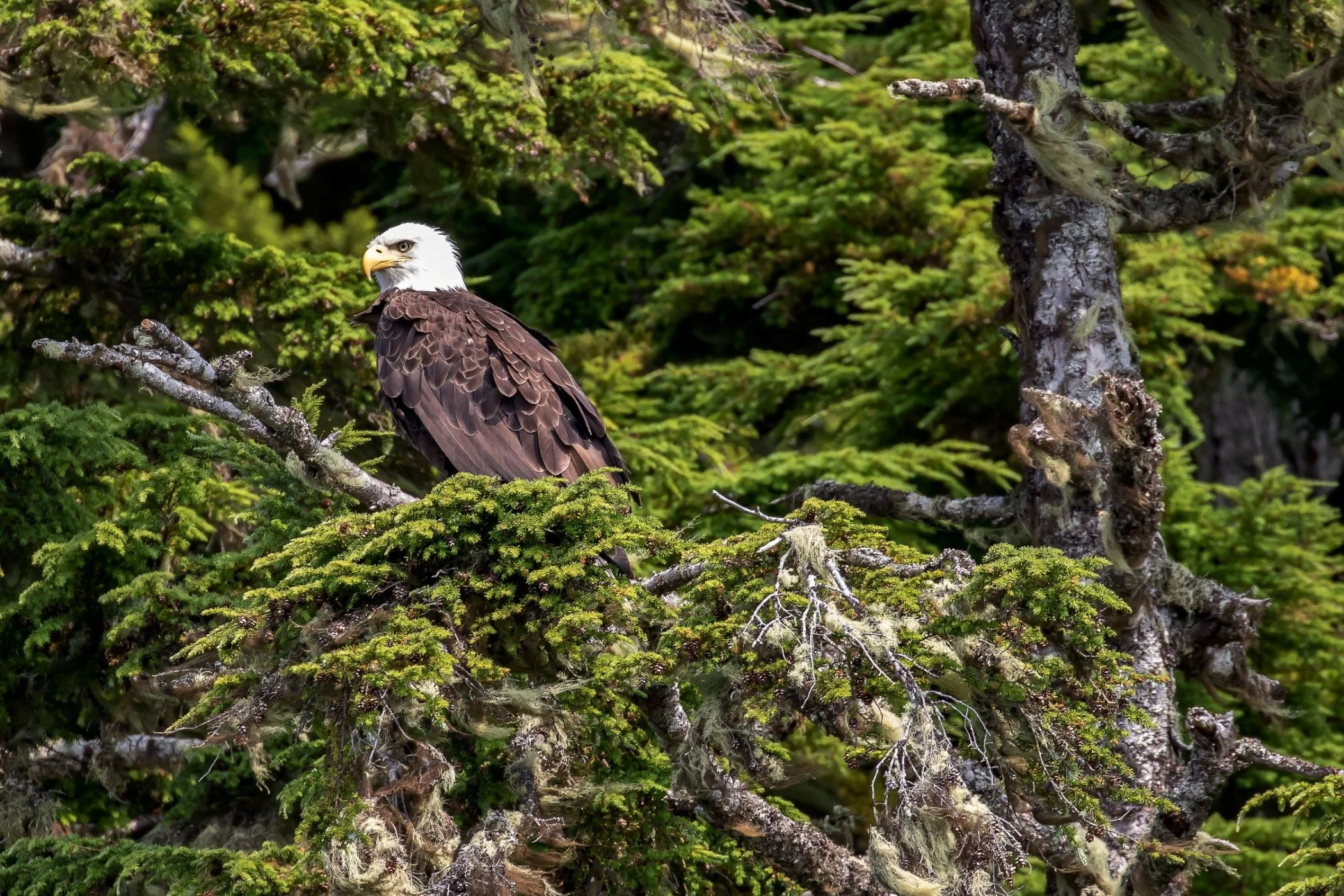 Alaska,Cruise 2,Kuiu Is,Bald Eagle,-1153.JPG