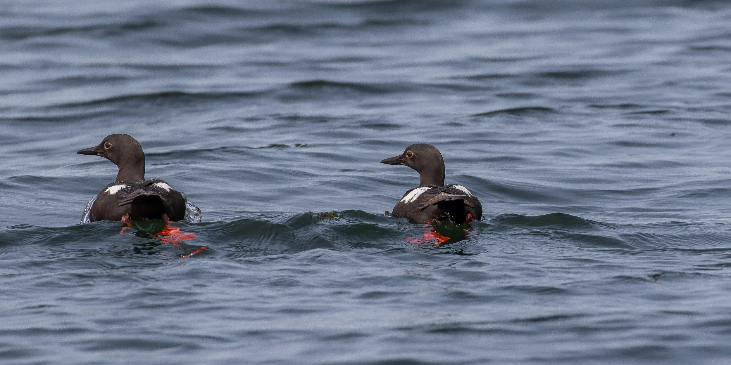 Alaska,Cruise 2,Kuiu Is,Pigeon Guillimot,-1168.JPG