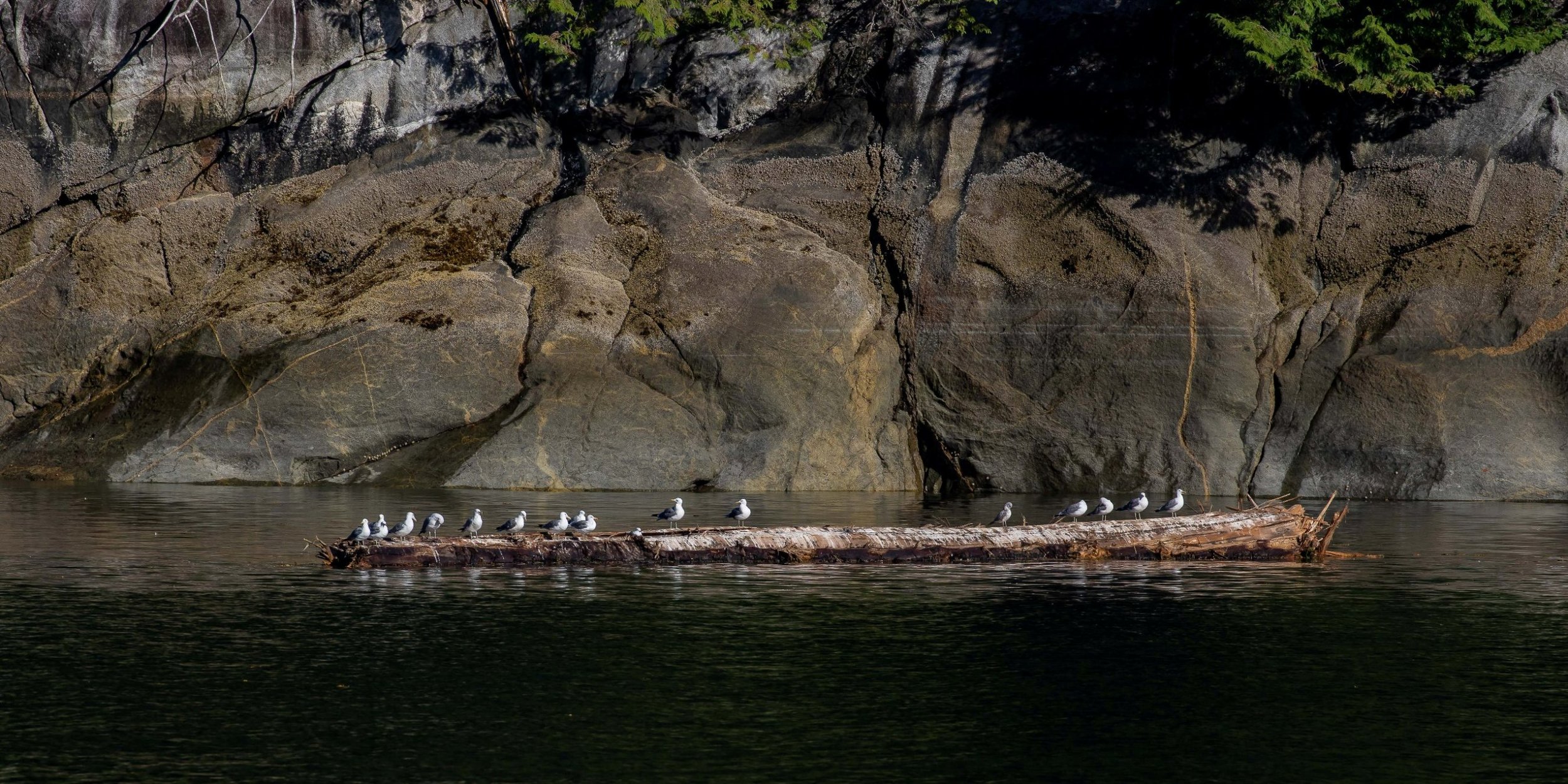 Alaska,Cruise 2,Misty Fjords,-1338.JPG