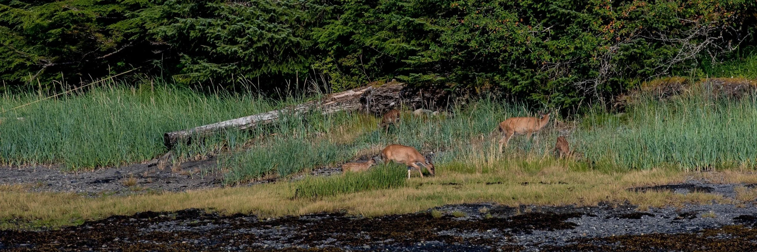 Alaska,Cruise 2,The Narrows,-1260a.JPG