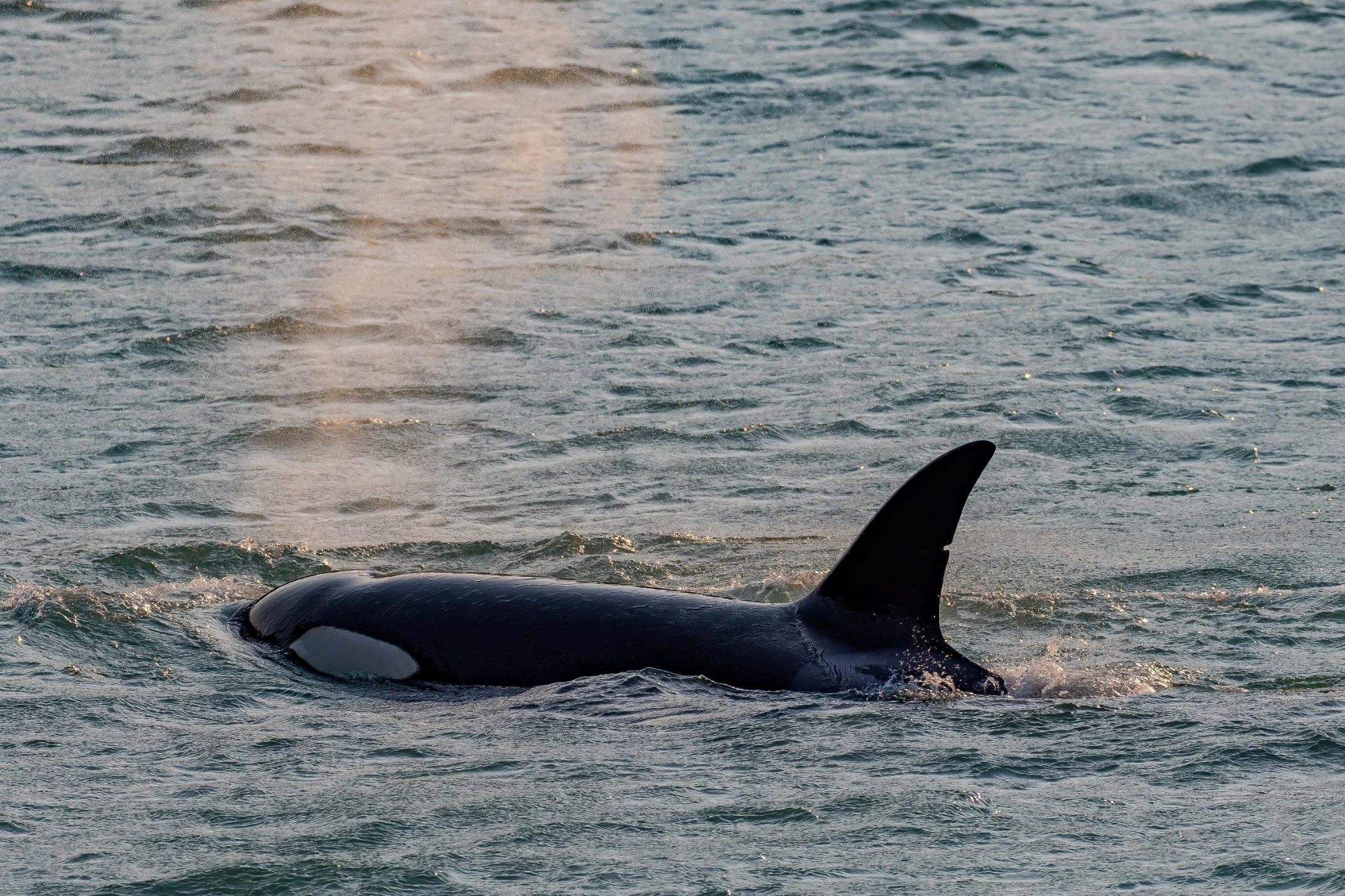 Alaska,Cruise 2,Tracy Arm Fjord,Orca,-954.JPG