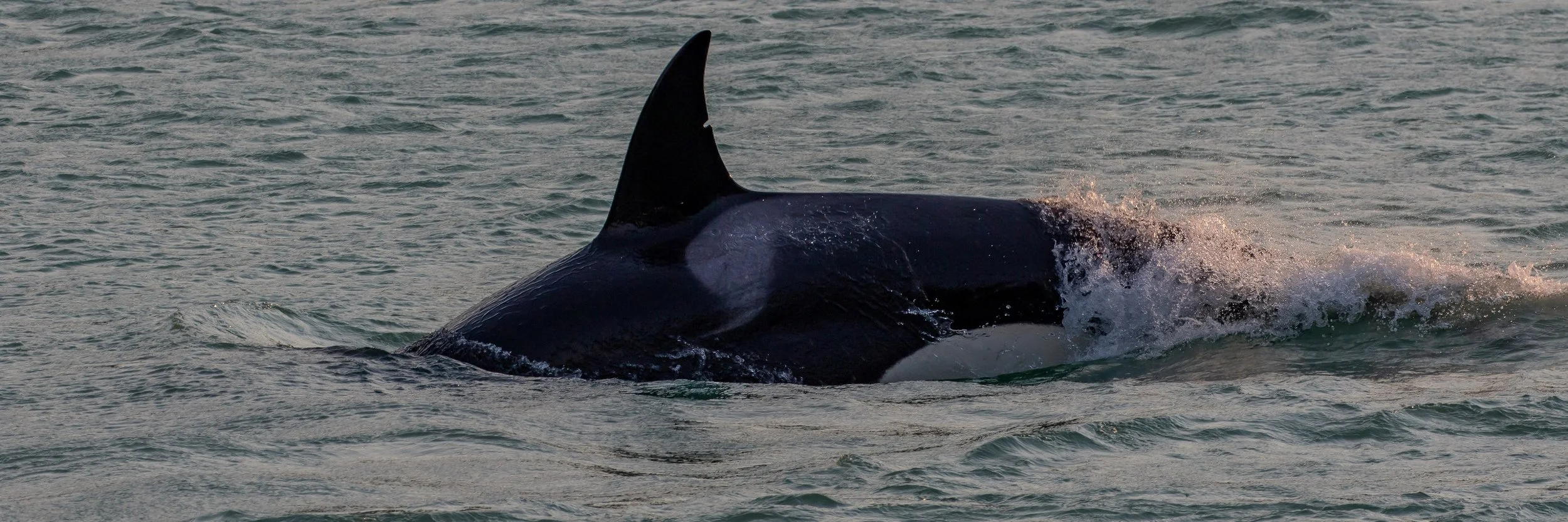Alaska,Cruise 2,Tracy Arm Fjord,Orca,-978.JPG