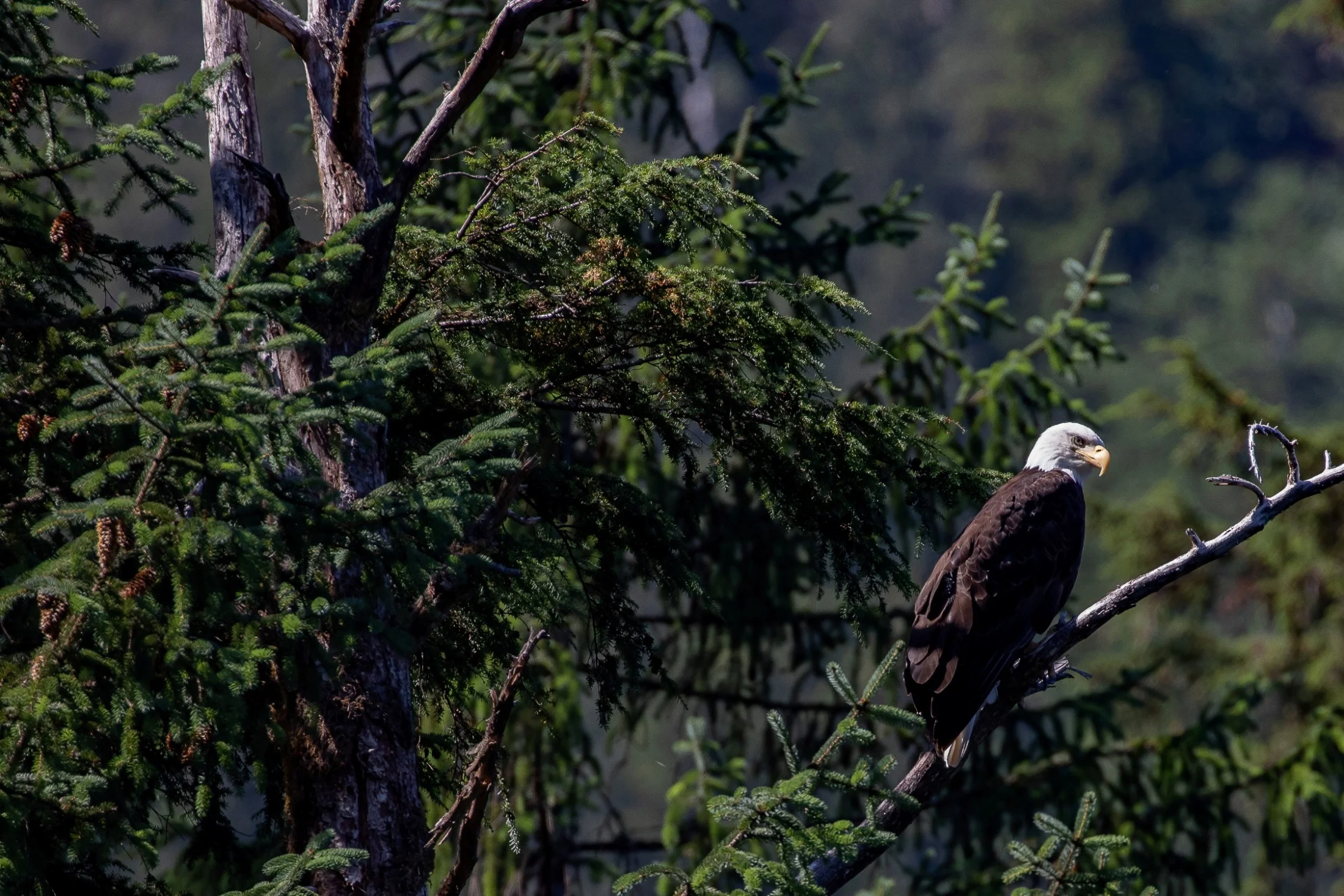 Alaska,Cruise 2,Waller Cove,Bald Eagle,-1408.JPG