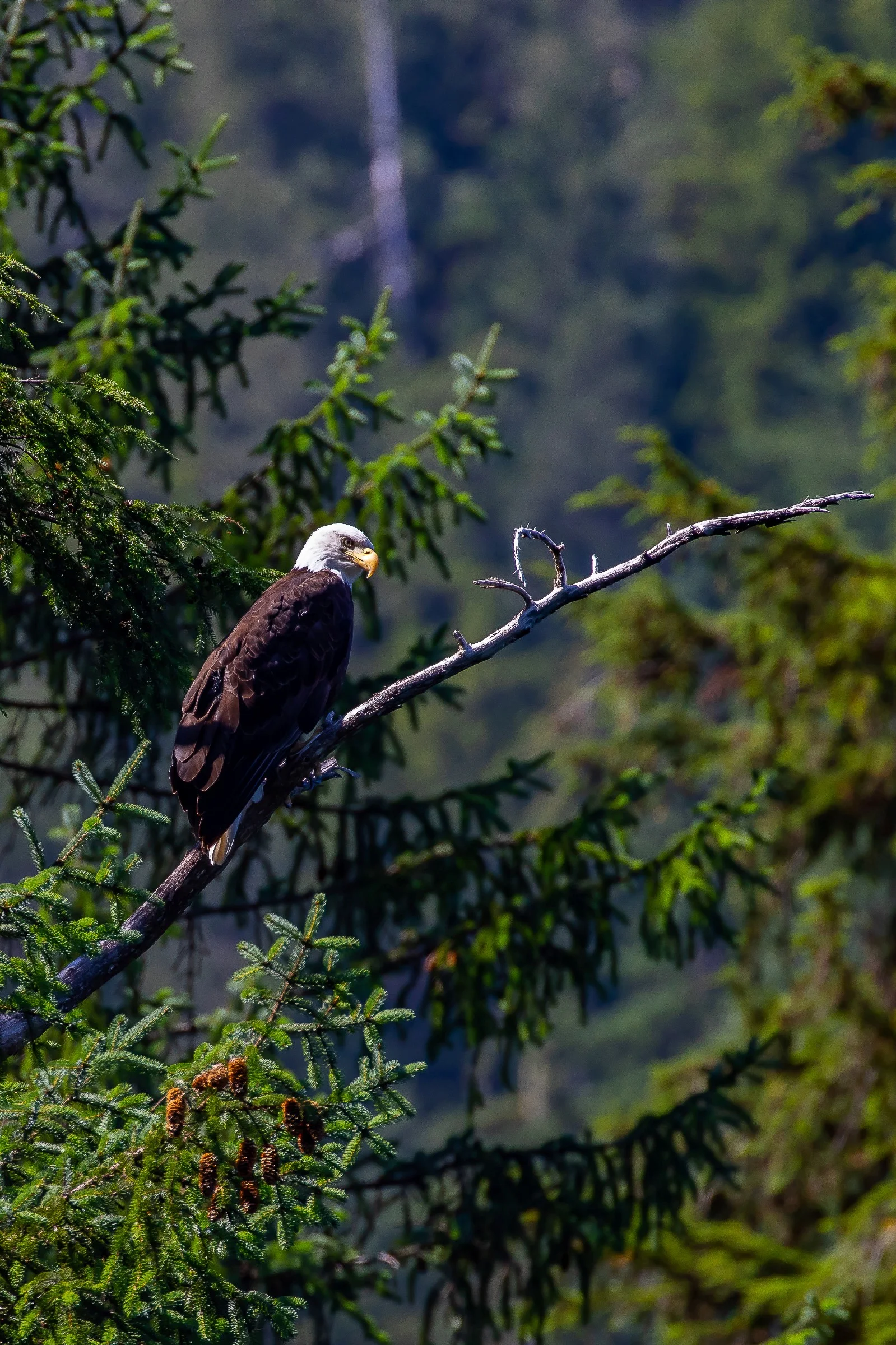 Alaska,Cruise 2,Waller Cove,Bald Eagle,-1411.JPG