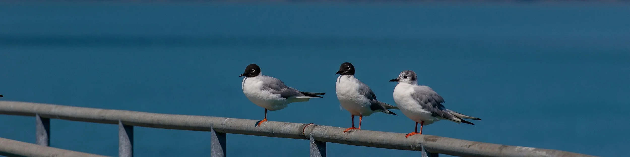 Alaska,Cruise 2,Wrangell,Bonapartes Gull,-1293.JPG