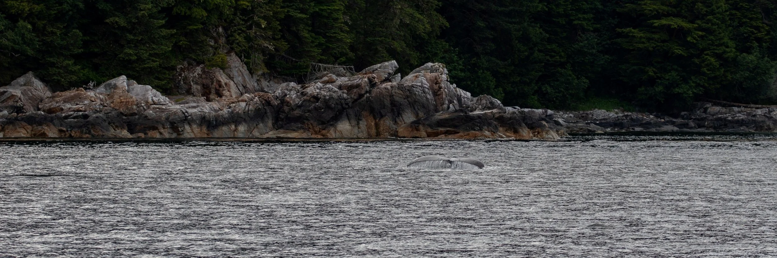 Alaska,Cruise,Baranof Is,Humpback Whale,-023.JPG
